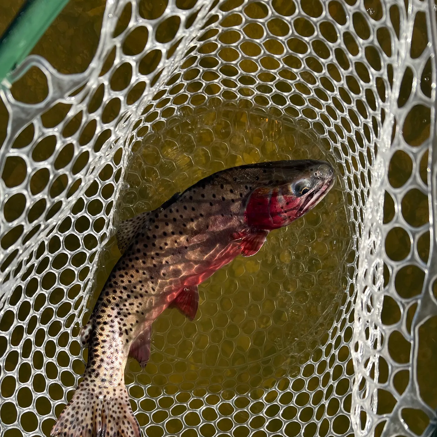 The most popular recent Colorado river cutthroat trout catch on Fishbrain
