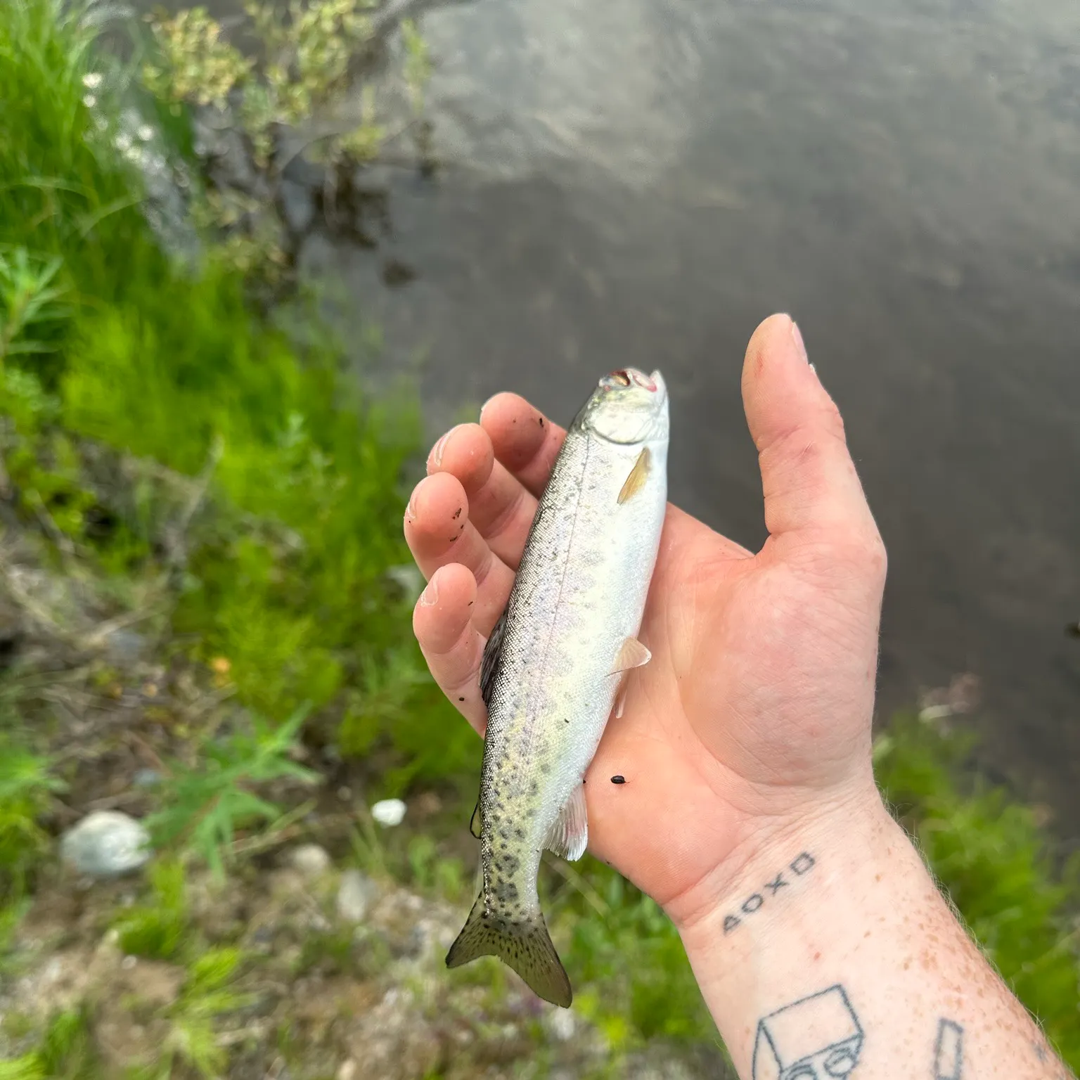 Rainbow trout caught on Fishbrain