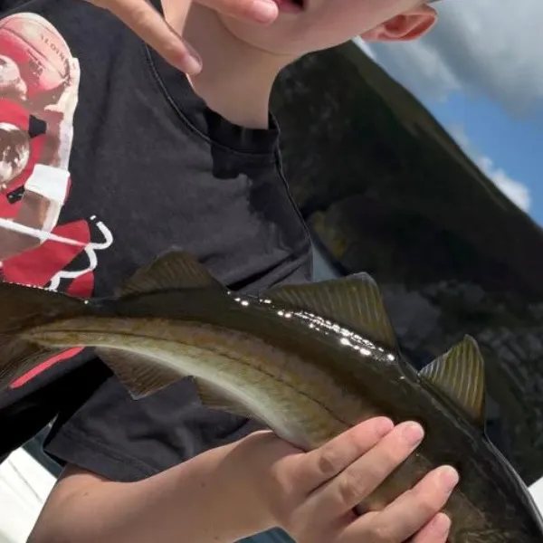 Pollack caught on Fishbrain
