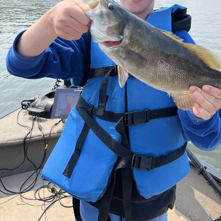Smallmouth bass caught on Fishbrain