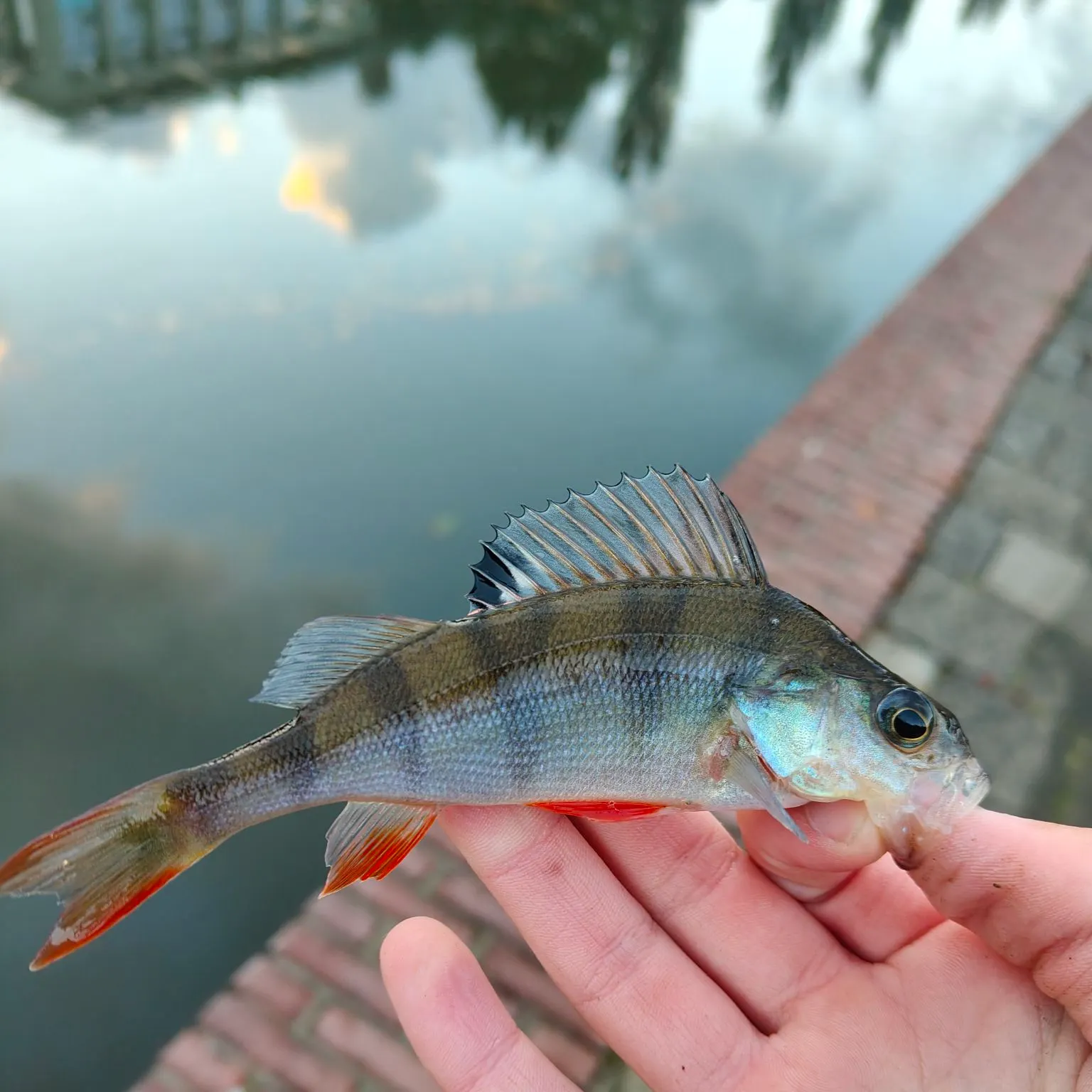 European perch caught on Fishbrain