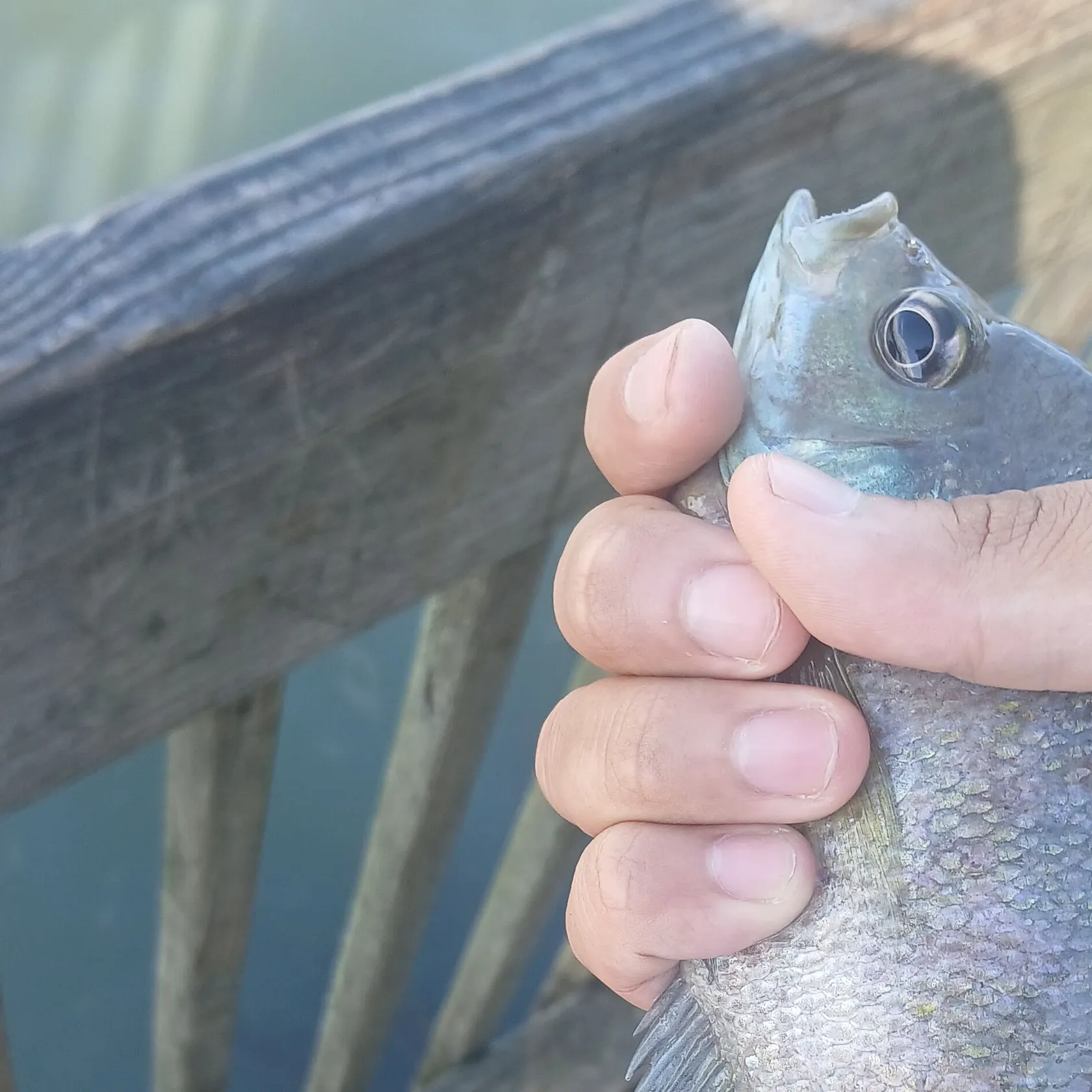 Bluegill caught on Fishbrain
