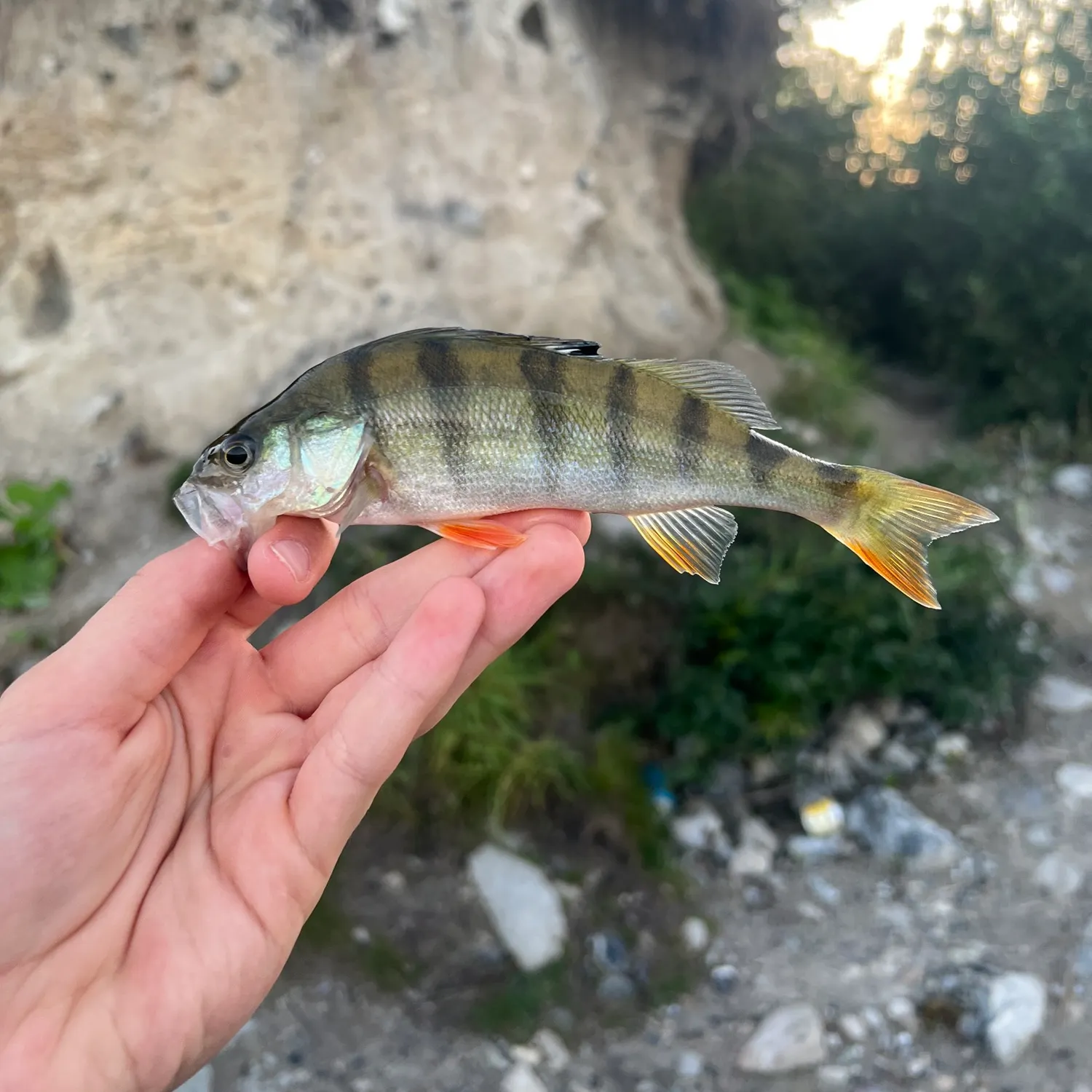 European perch caught on Fishbrain