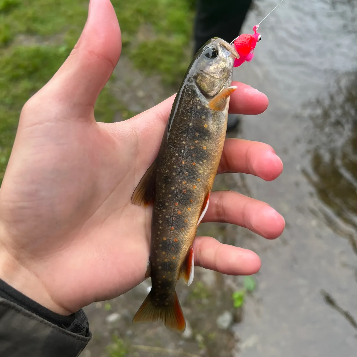 The most recent Dolly varden catches on Fishbrain