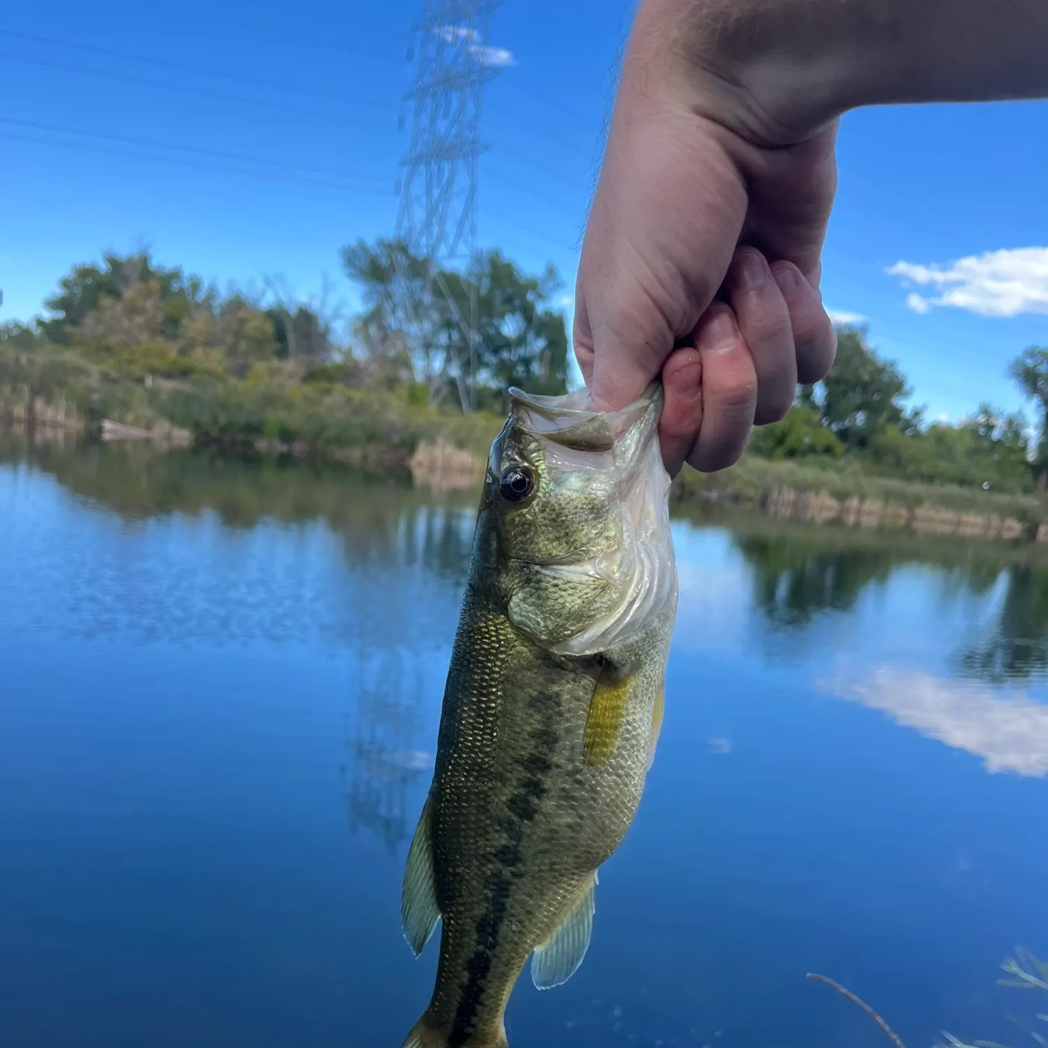Largemouth bass caught on Fishbrain