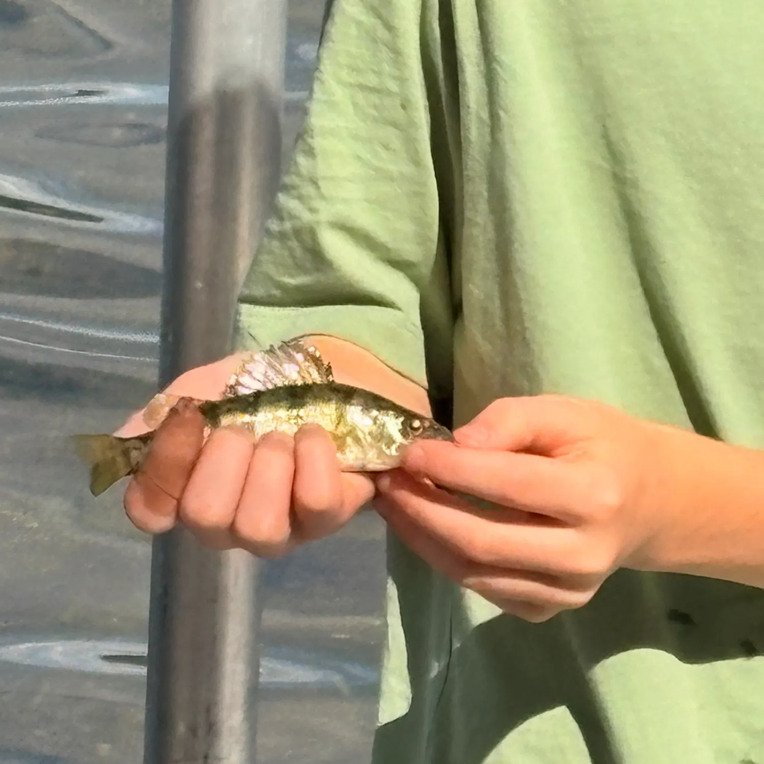 Yellow perch caught on Fishbrain