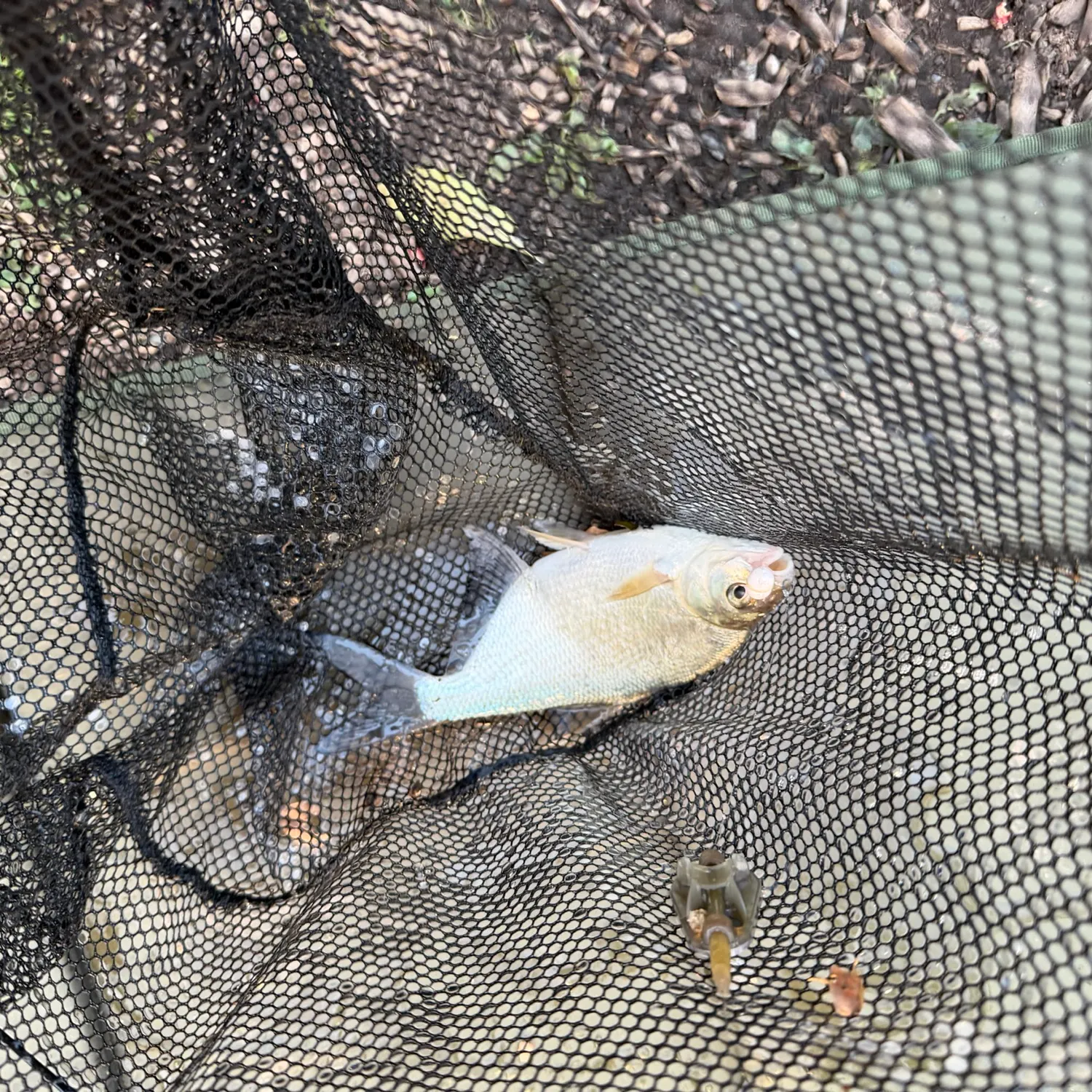 Common bream caught on Fishbrain