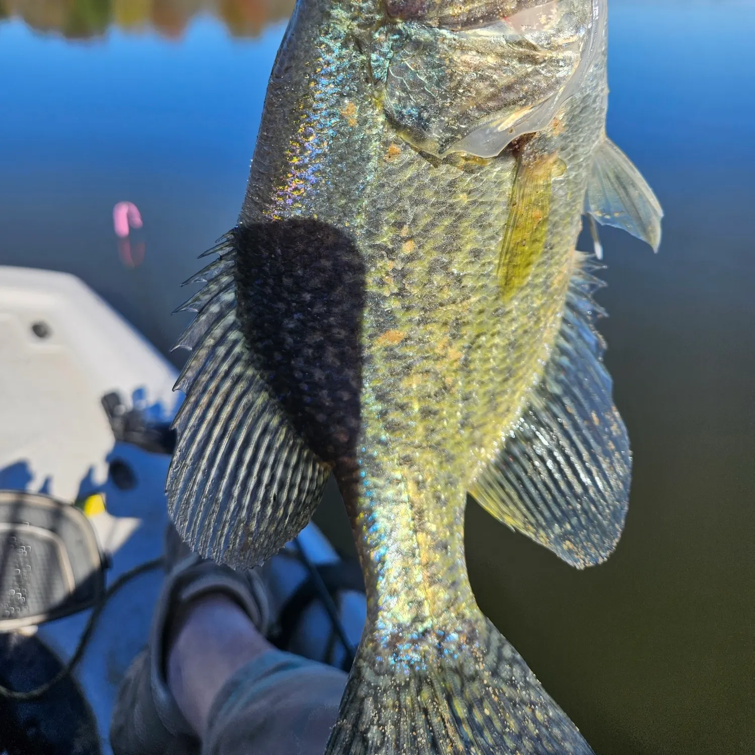 Black crappie caught on Fishbrain