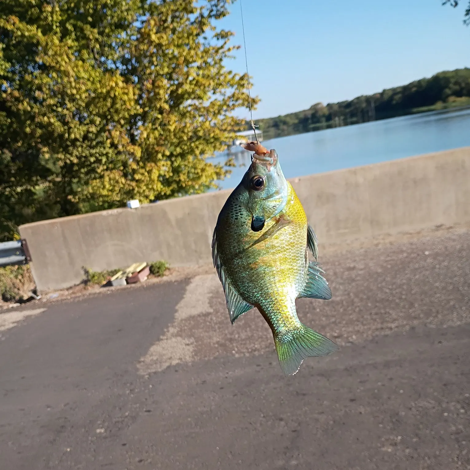 The most recent Bluegill catches on Fishbrain