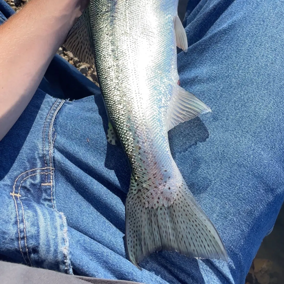 The most recent Coastal rainbow trout catches on Fishbrain
