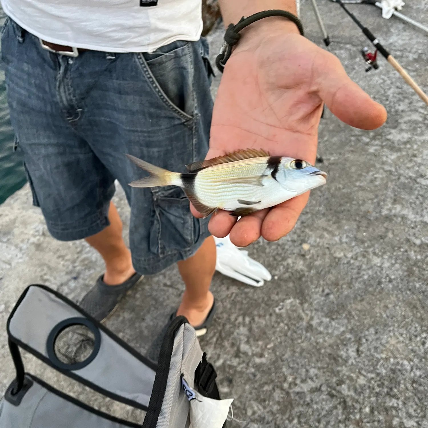 The most recent Common two-banded seabream catches on Fishbrain