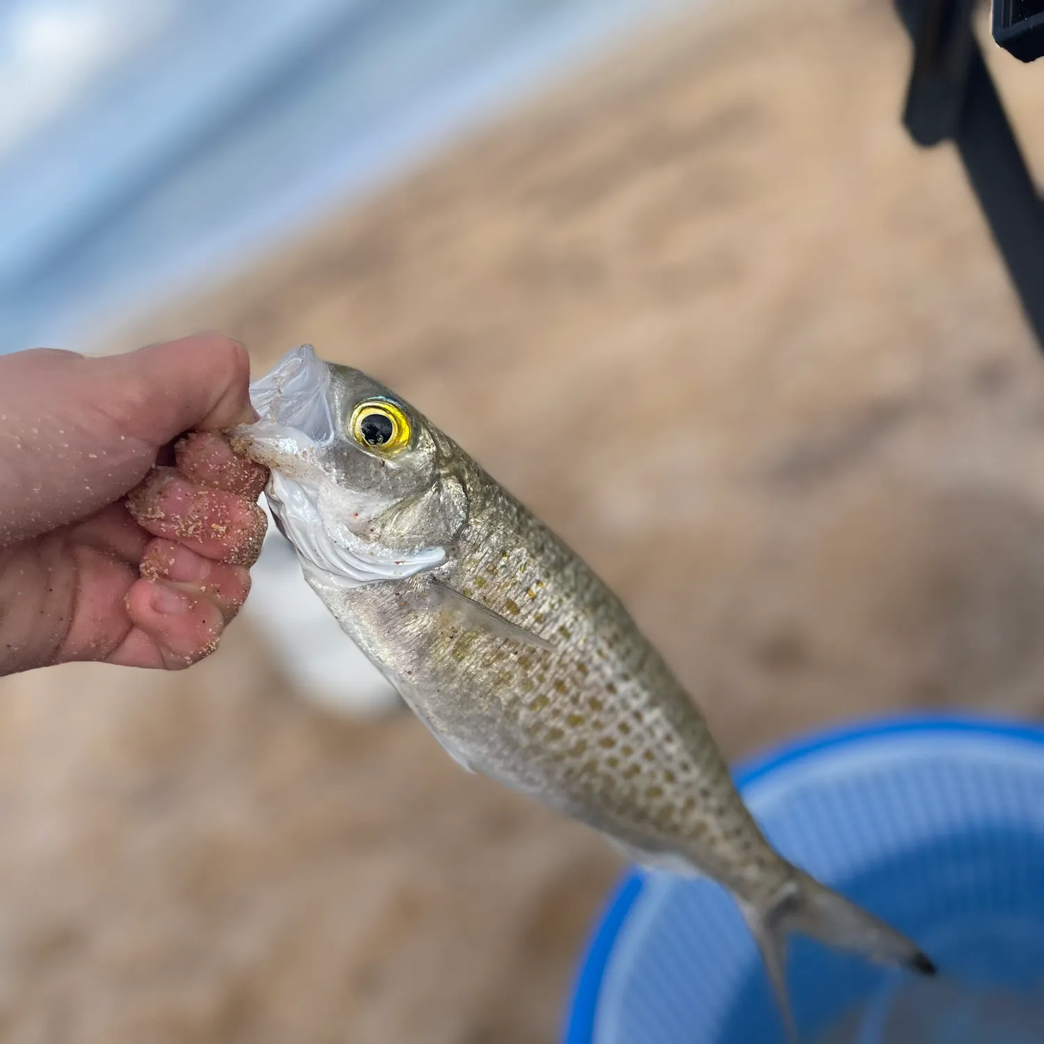 The most recent Australian ruff catches on Fishbrain
