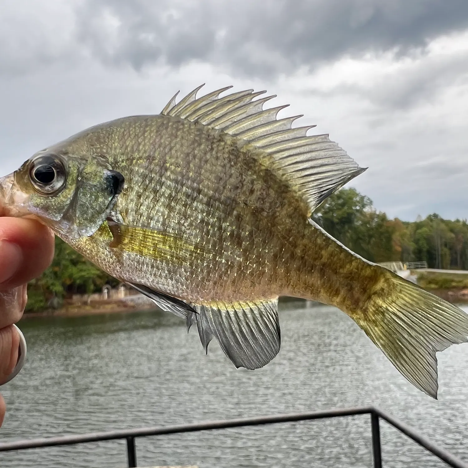 Bluegill caught on Fishbrain