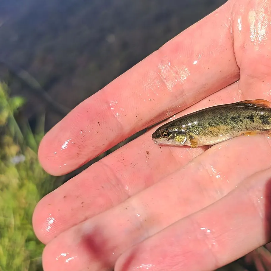 The most recent Speckled dace catches on Fishbrain