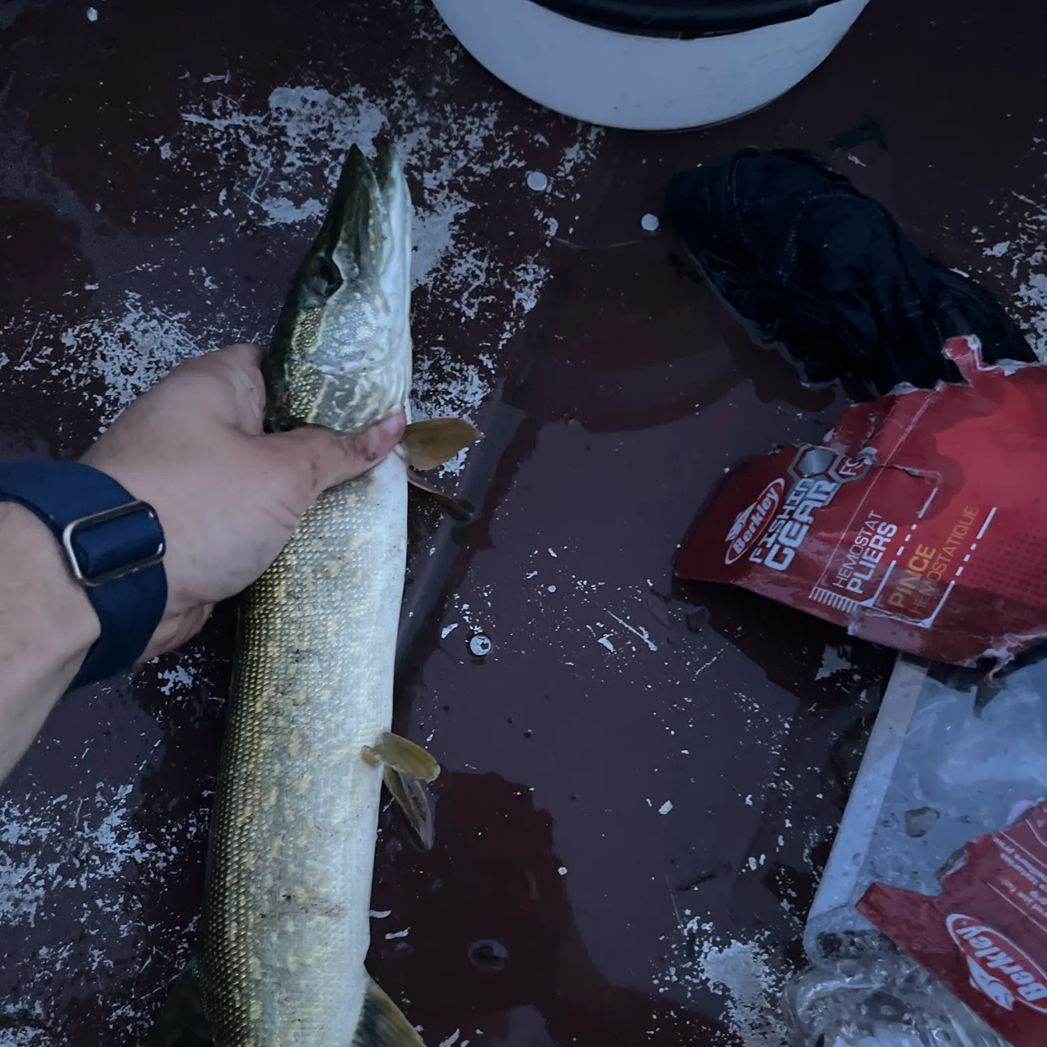 recently logged catches