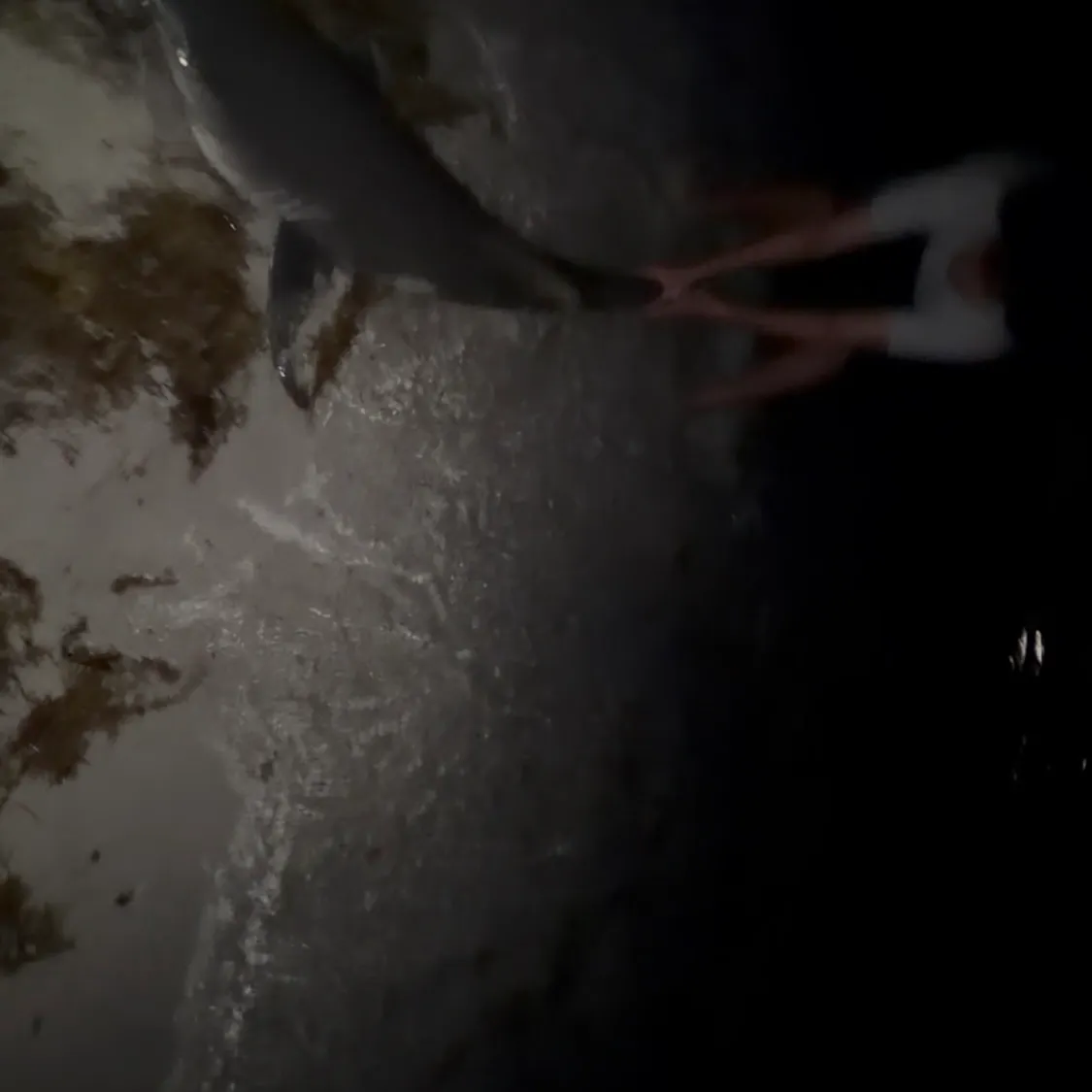 The most recent Lemon shark catches on Fishbrain
