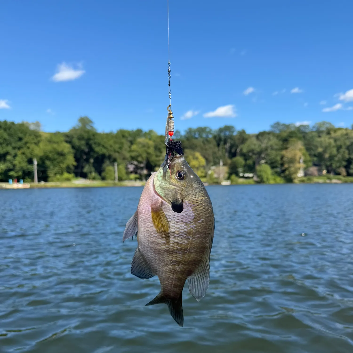 Bluegill caught on Fishbrain