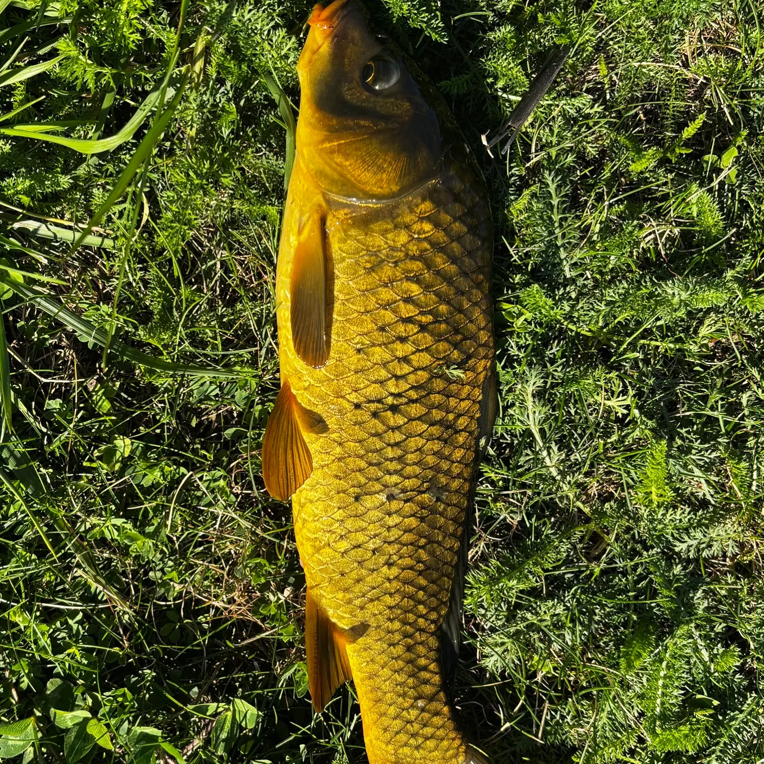 Common carp caught on Fishbrain