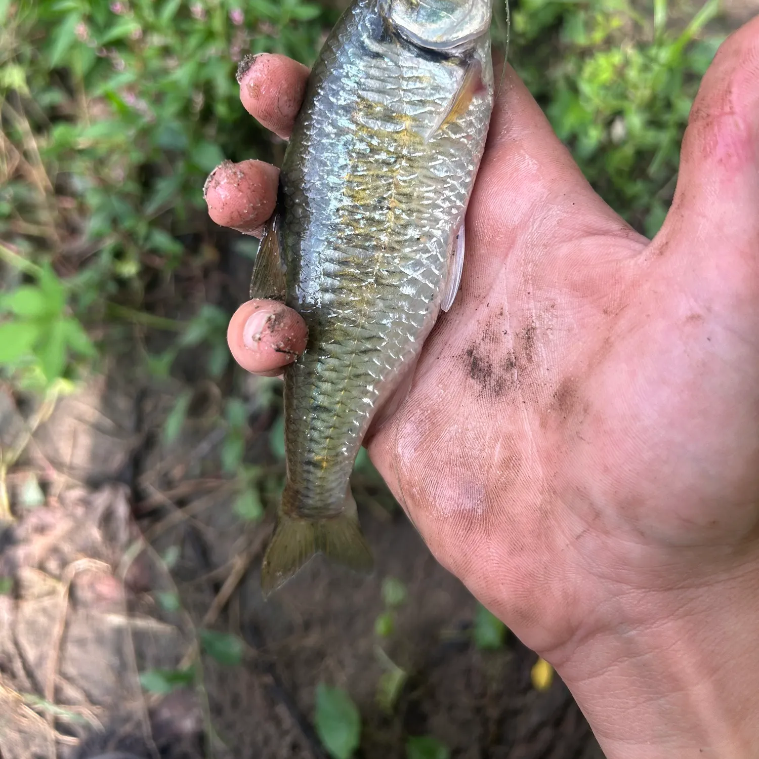 Striped shiner caught on Fishbrain