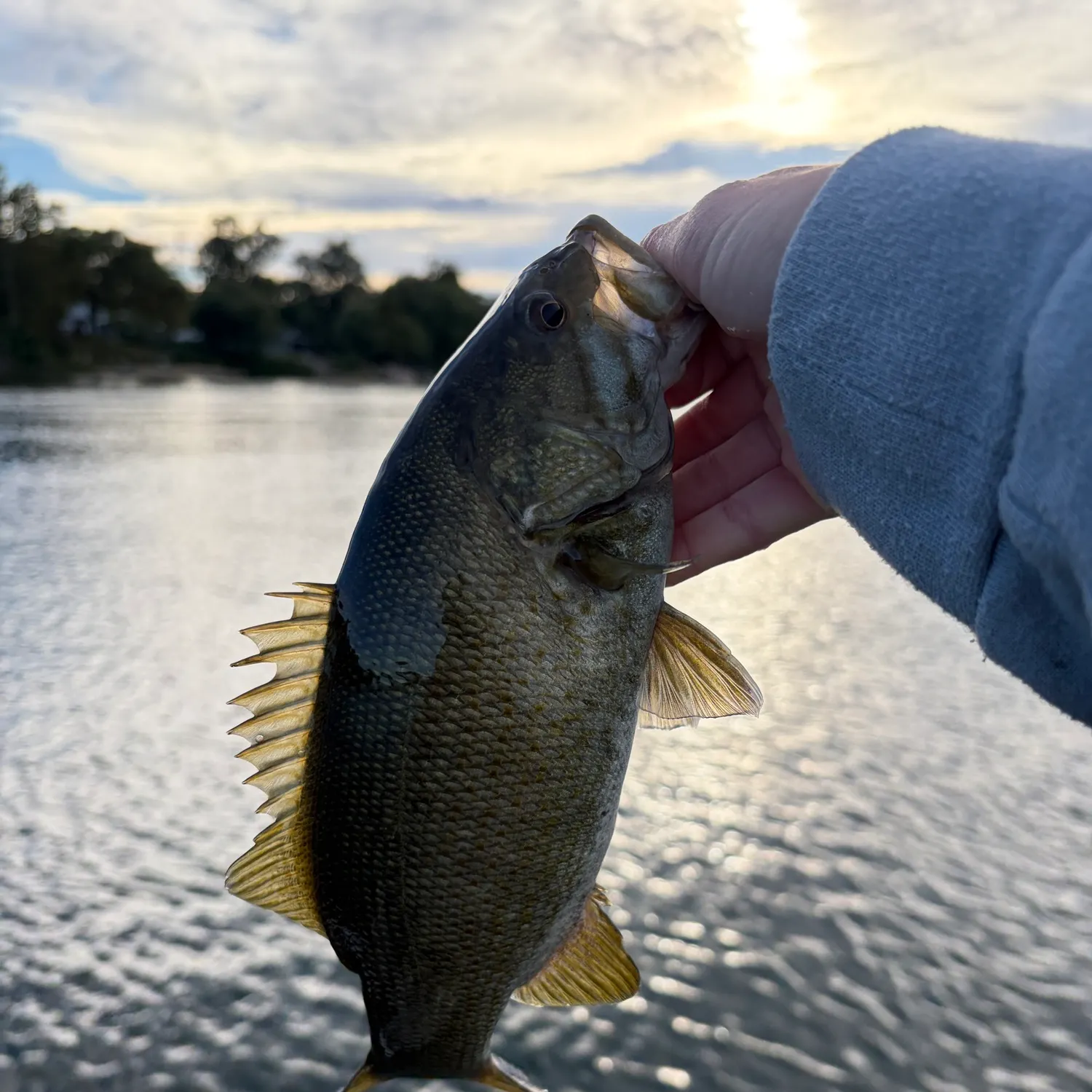 Smallmouth bass caught on Fishbrain