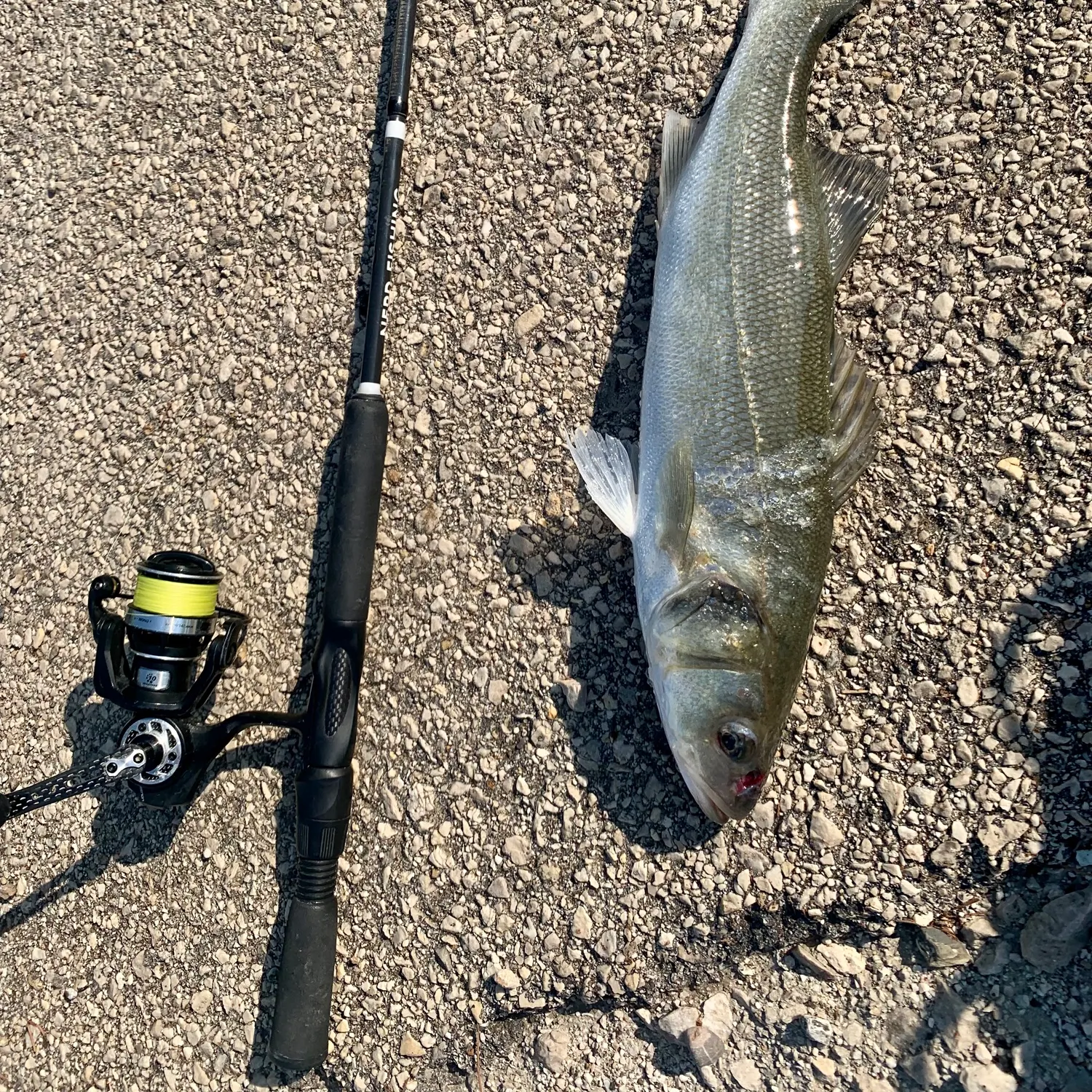 The most recent European seabass catches on Fishbrain