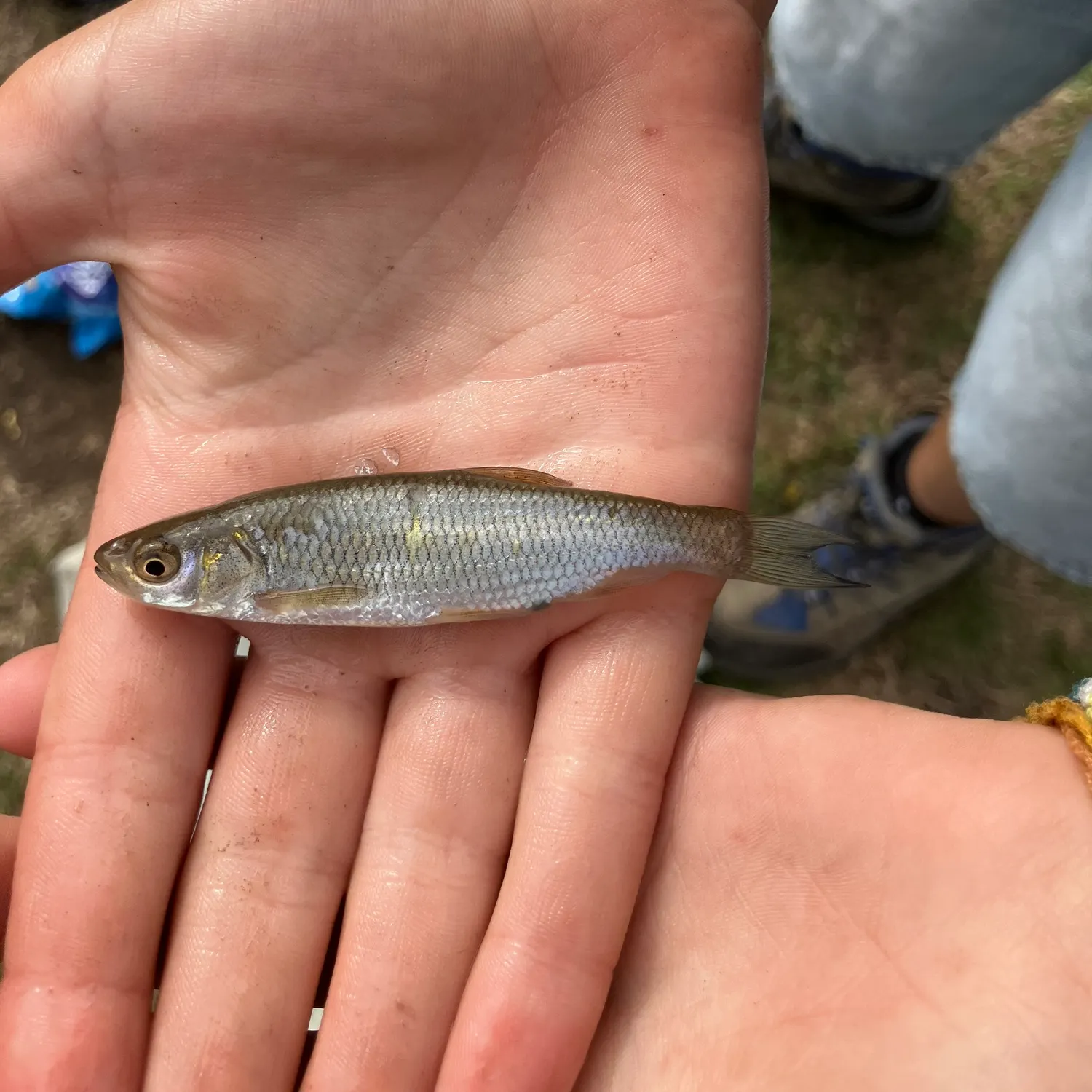 The most recent Common bleak catches on Fishbrain