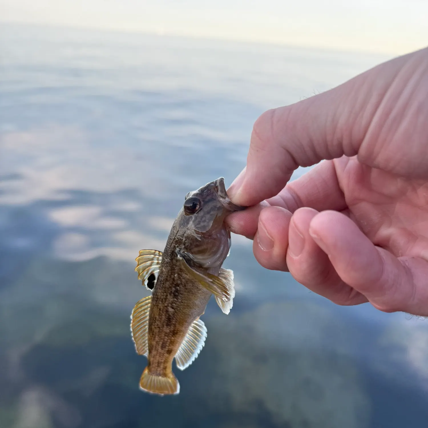 The most recent Round goby catches on Fishbrain