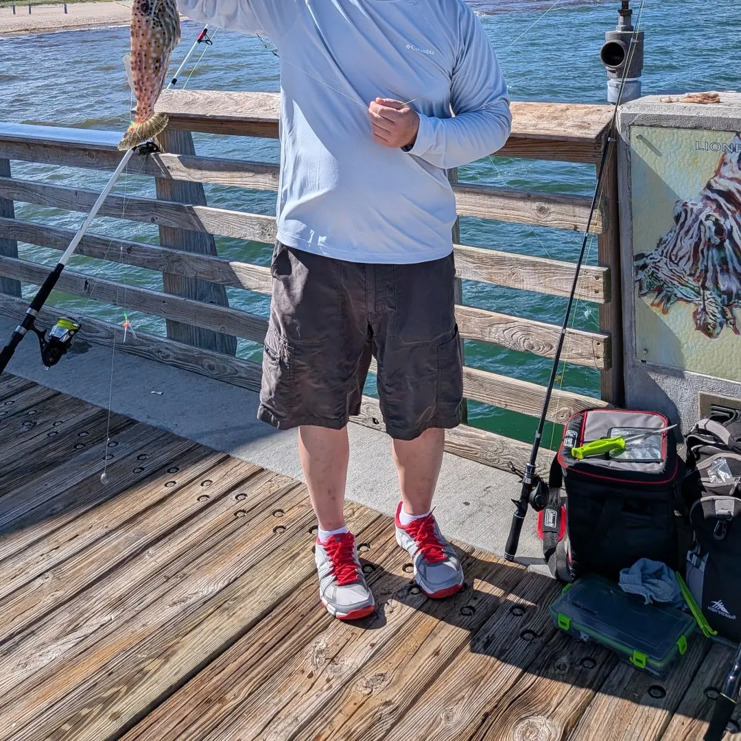 The most recent Scrawled filefish catches on Fishbrain
