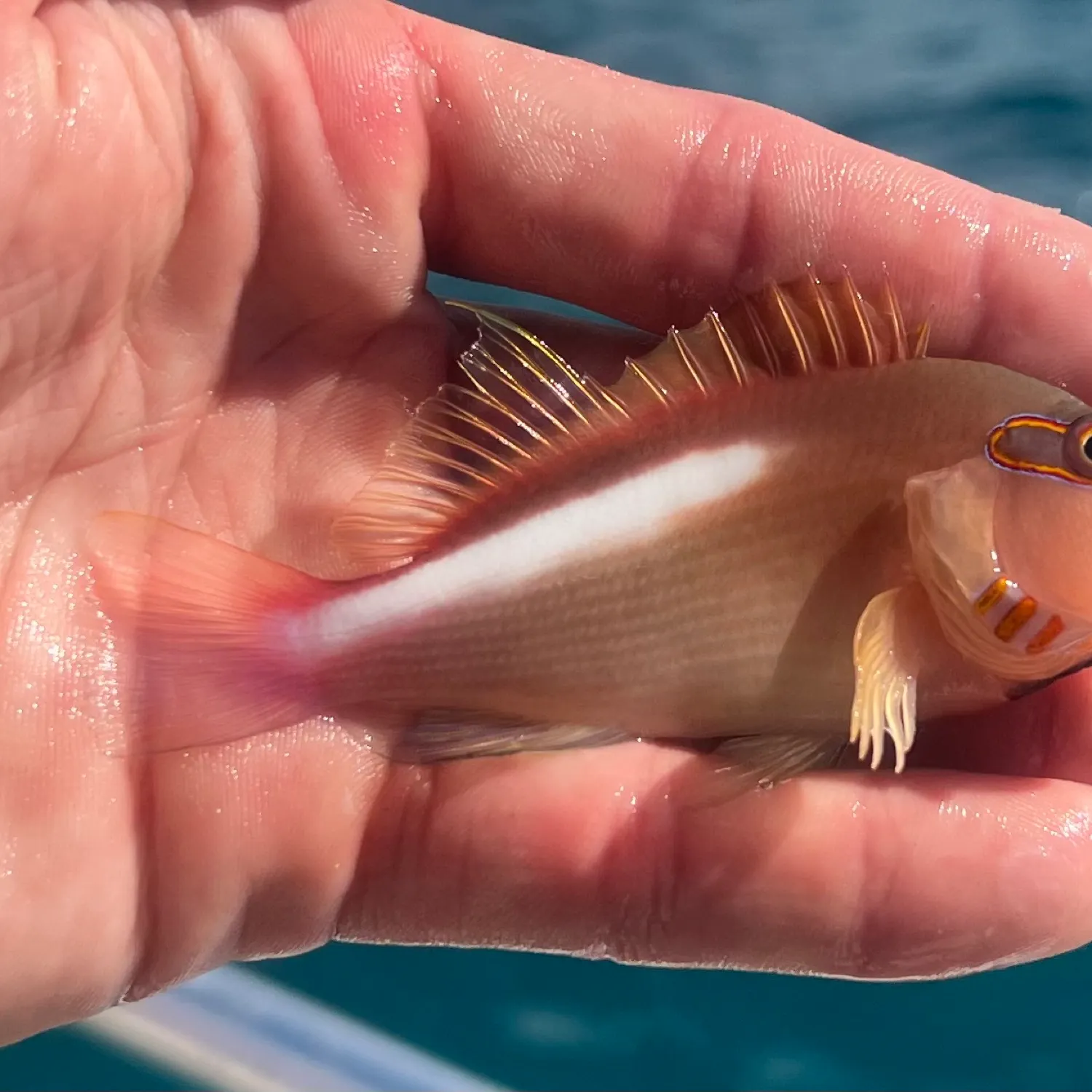 The most popular recent Arc-eye hawkfish catch on Fishbrain