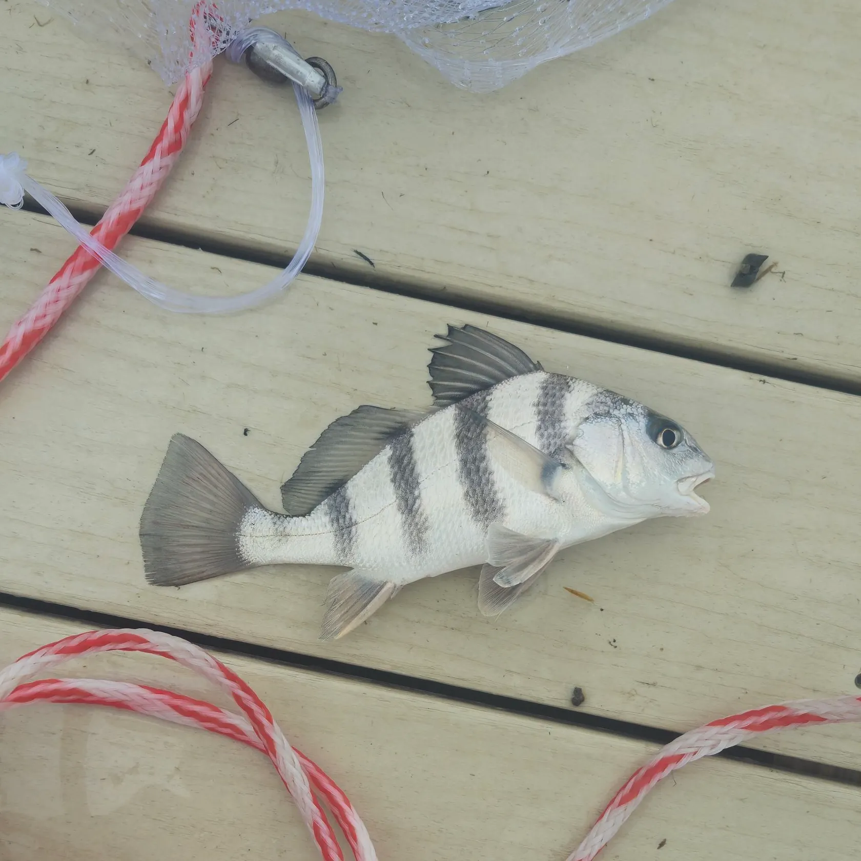 Black drum caught on Fishbrain
