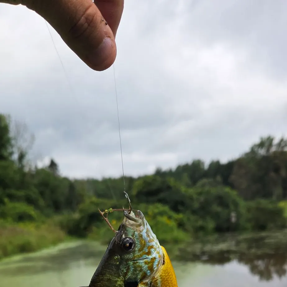 Bluegill caught on Fishbrain