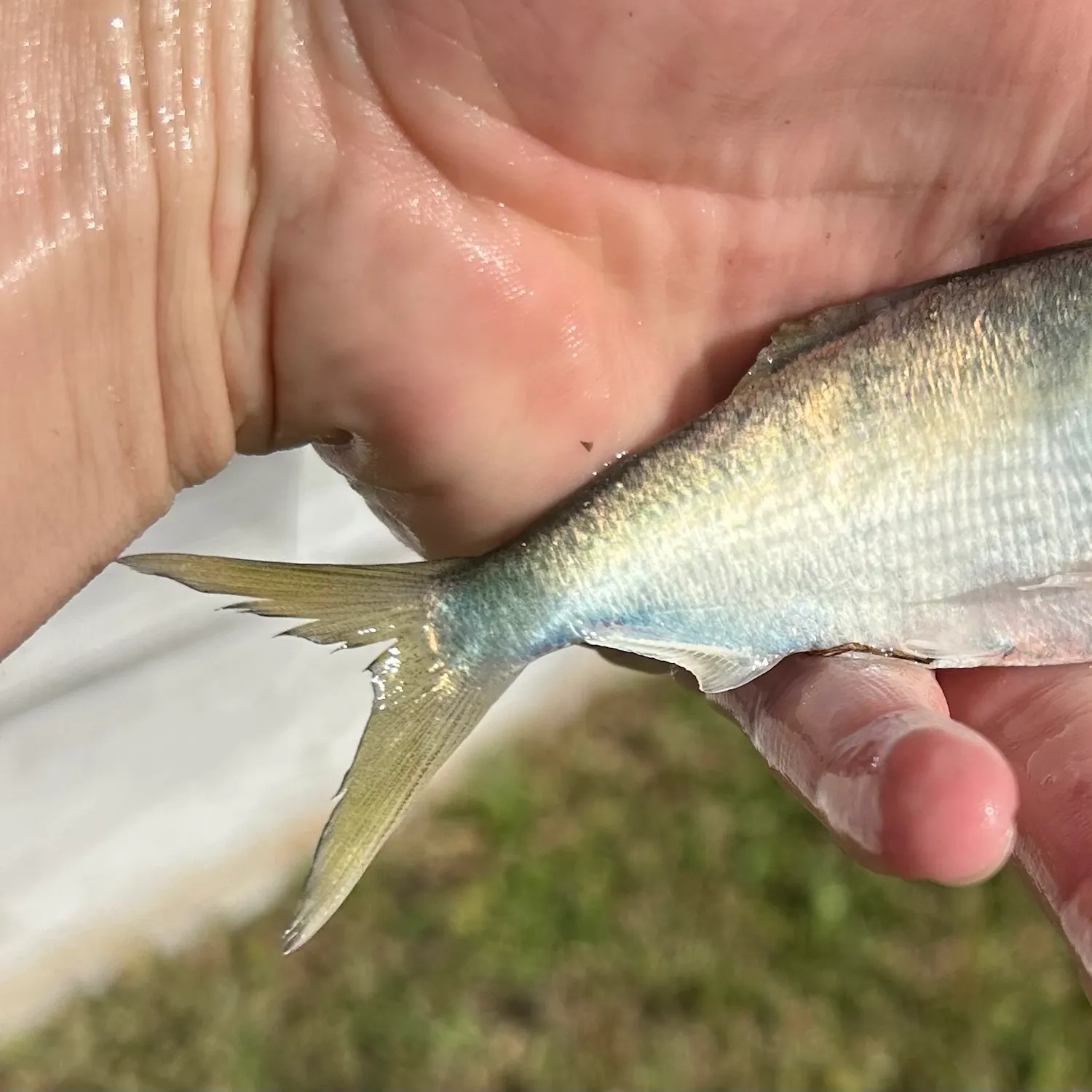 The most recent Gulf menhaden catches on Fishbrain