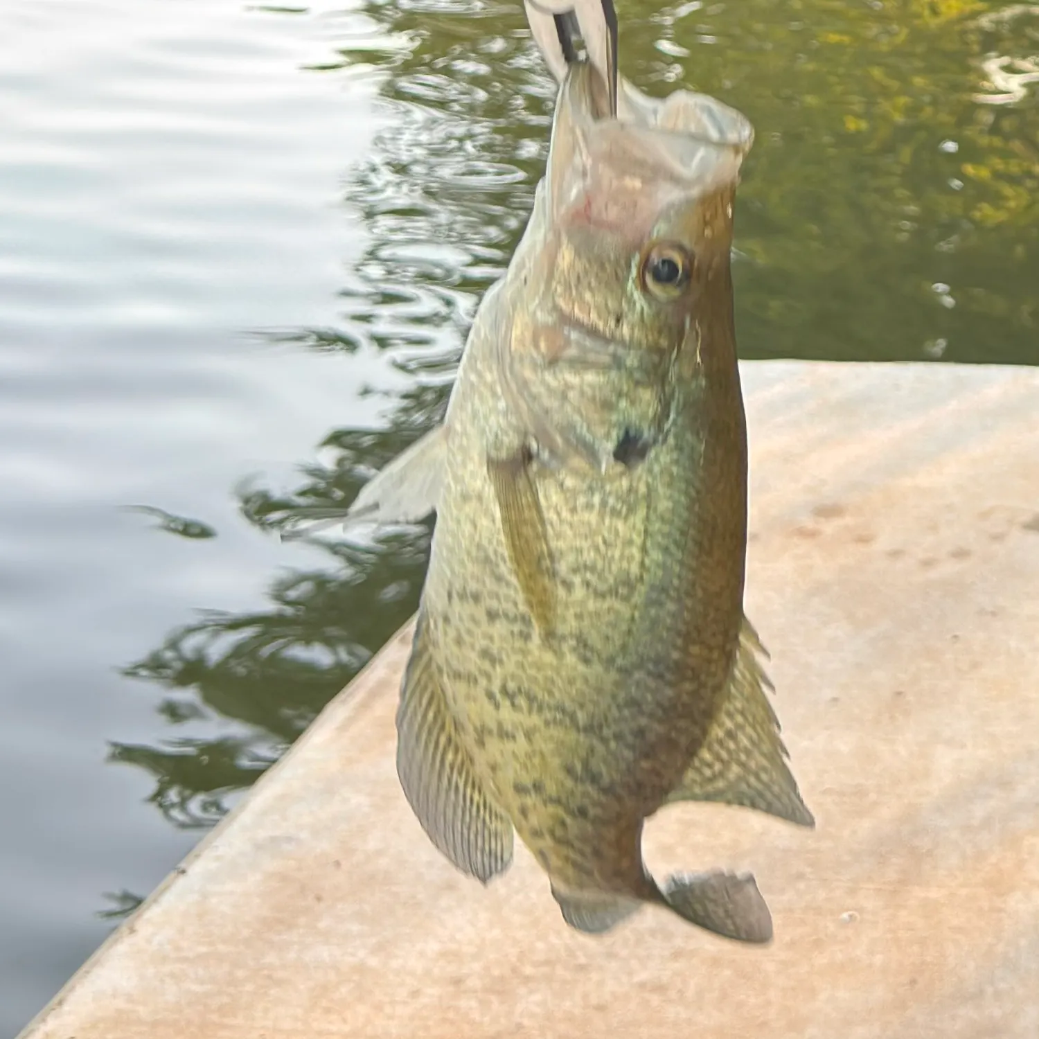 The most recent White crappie catches on Fishbrain