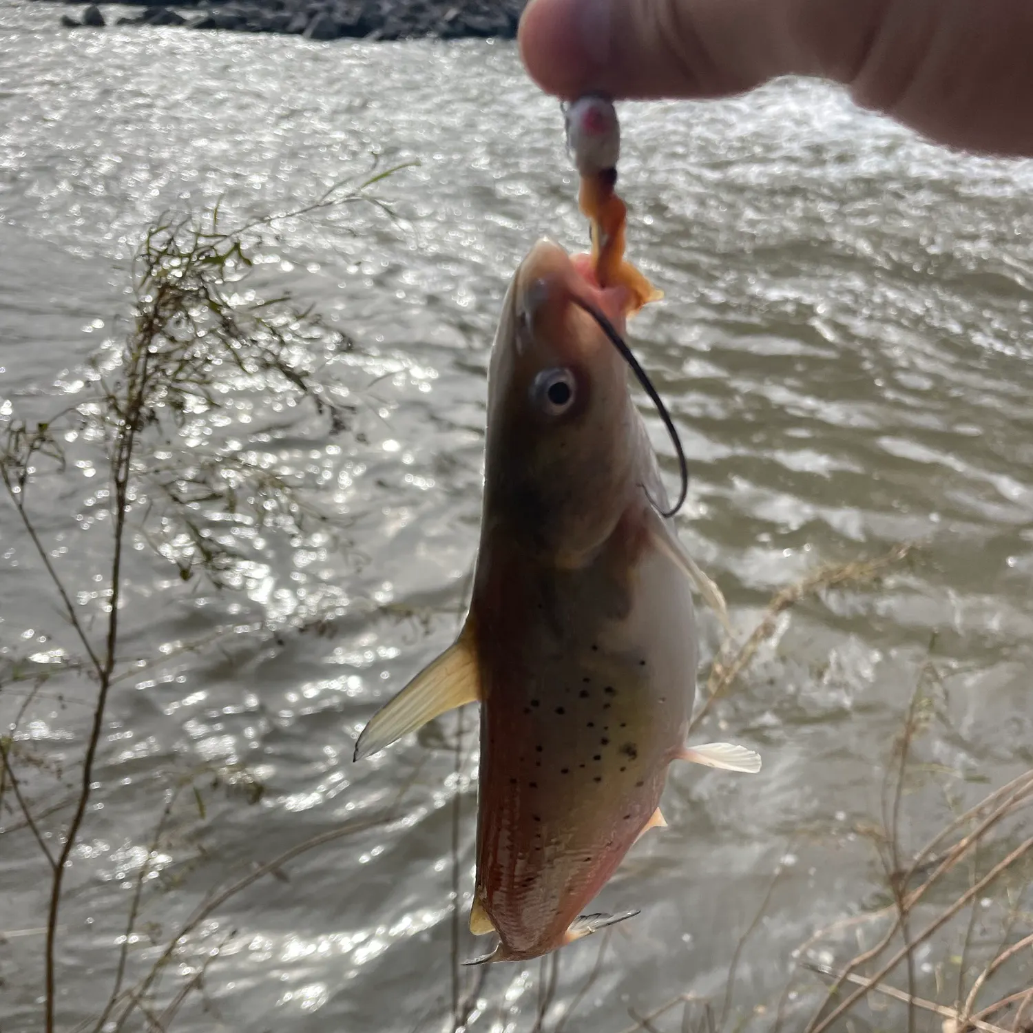 Channel catfish caught on Fishbrain