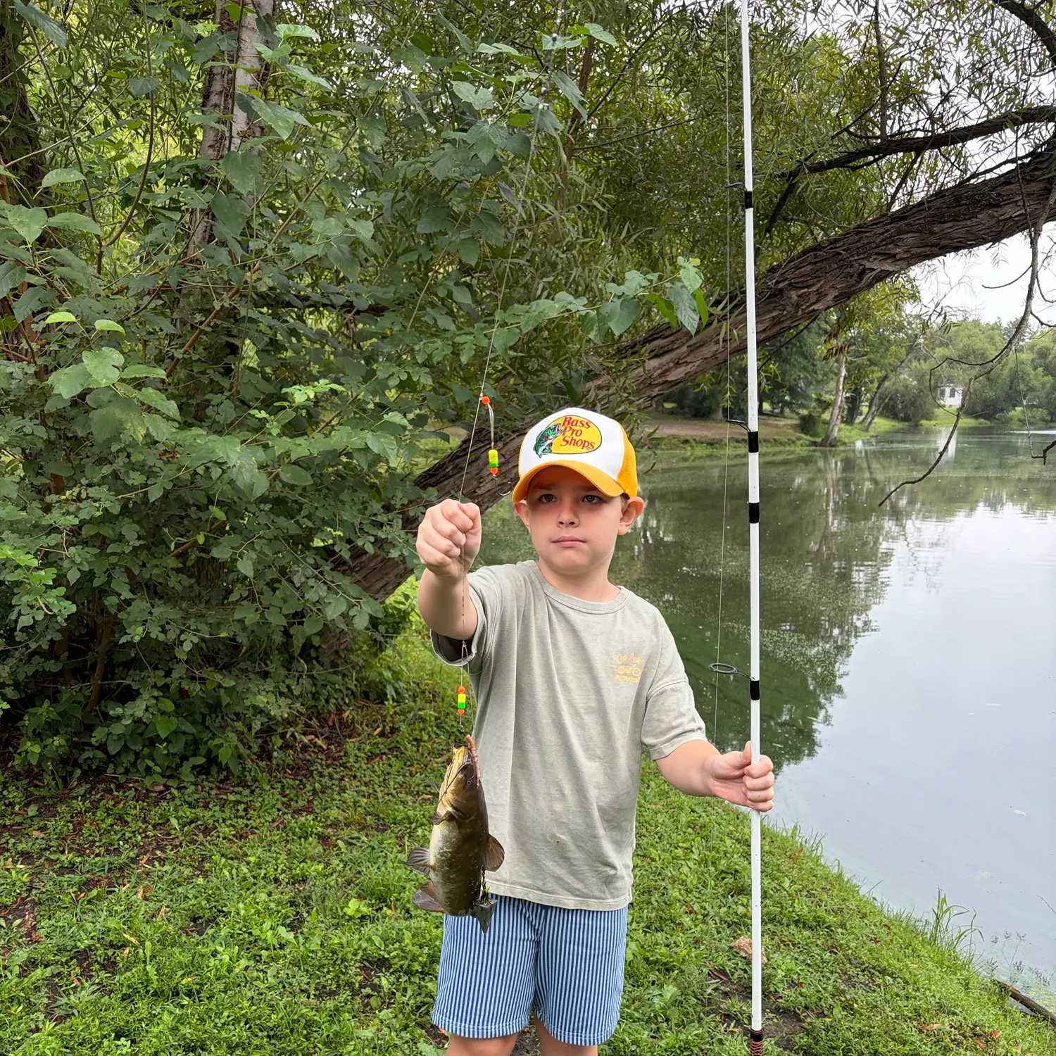 Black bullhead caught on Fishbrain
