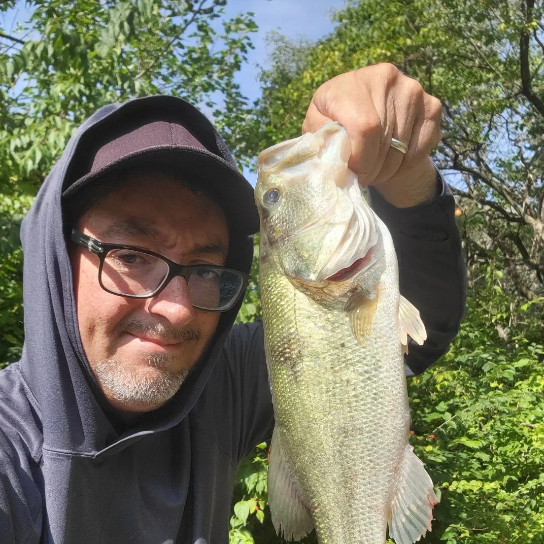 Largemouth bass caught on Fishbrain