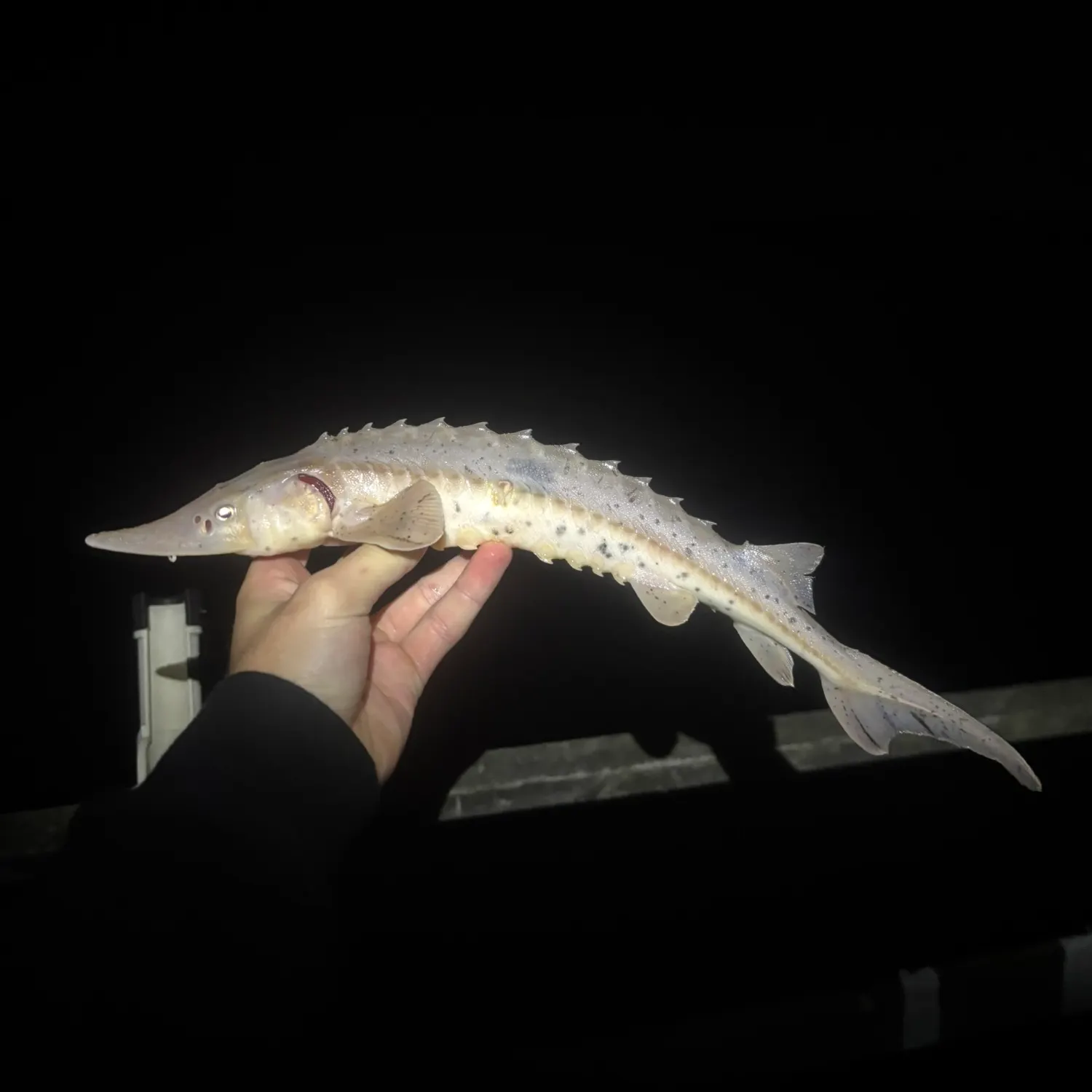 Lake sturgeon caught on Fishbrain
