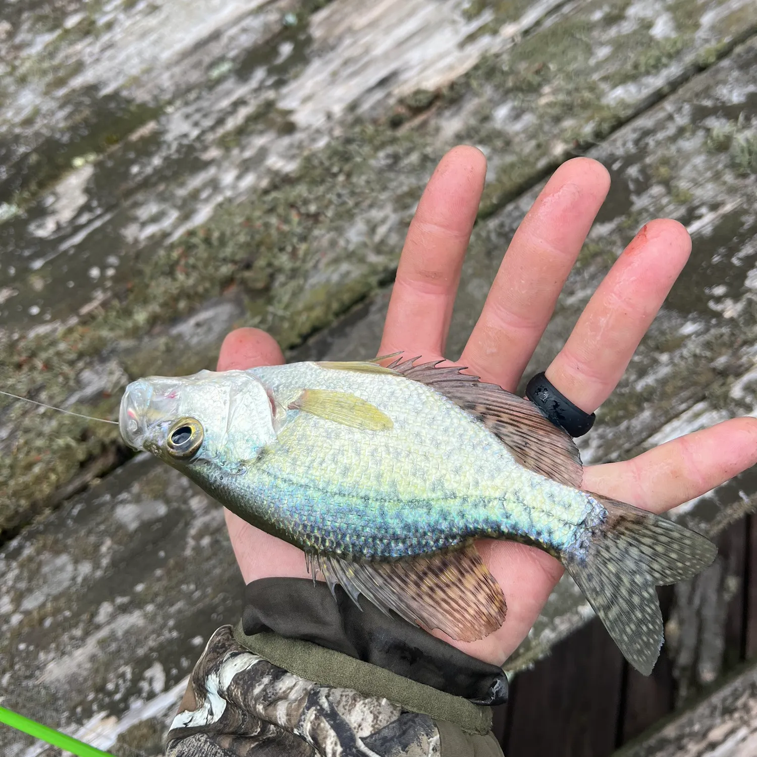 Black crappie caught on Fishbrain