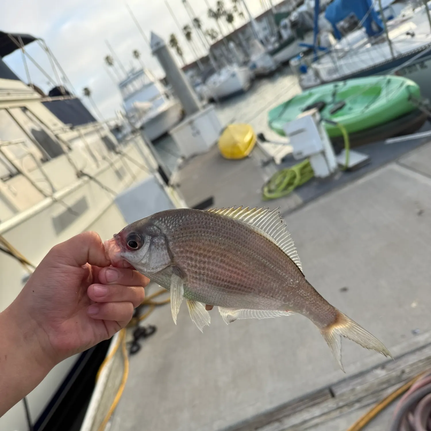 The most recent White seaperch catches on Fishbrain