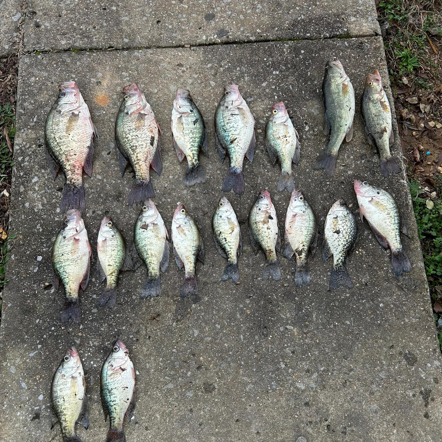 recently logged catches