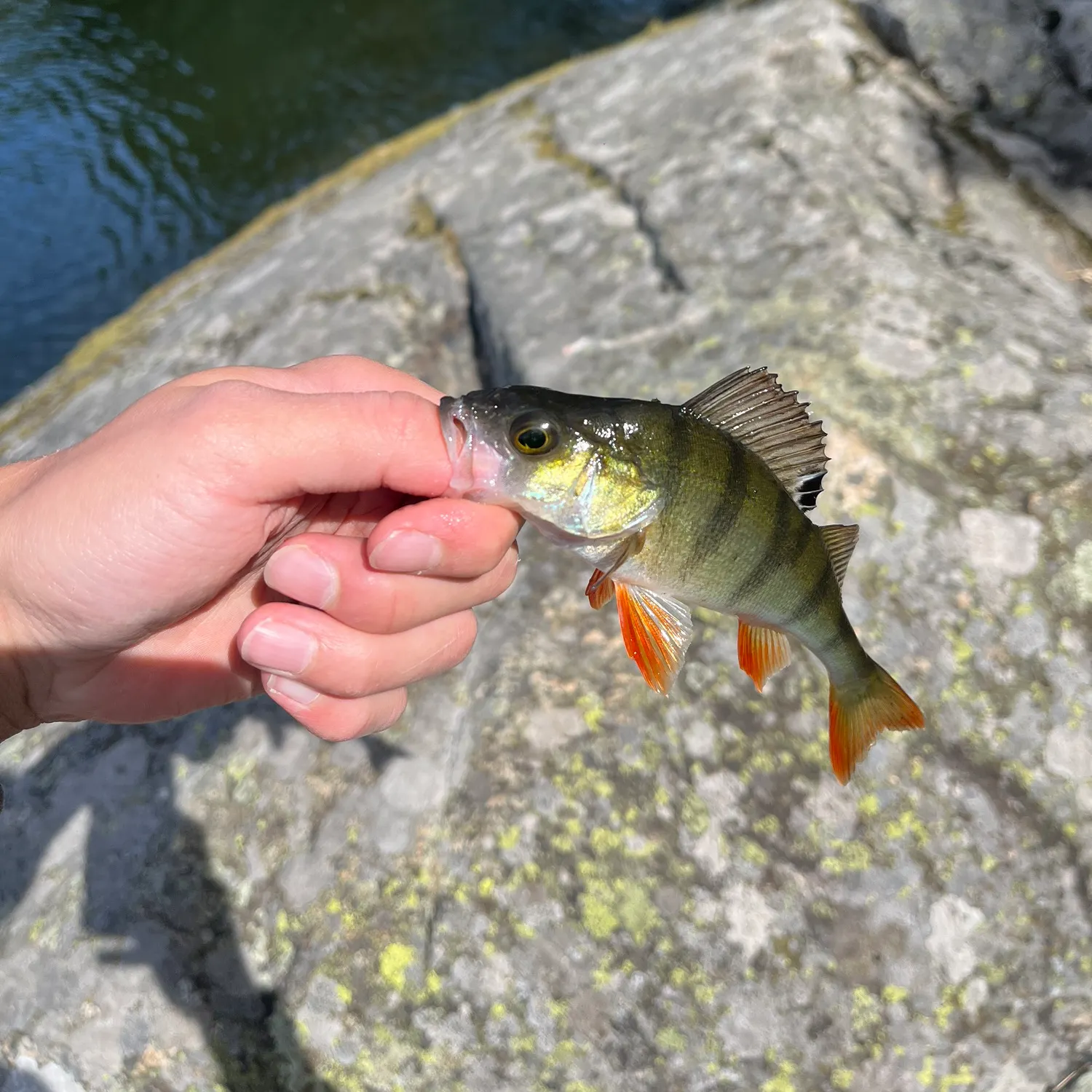 European perch caught on Fishbrain