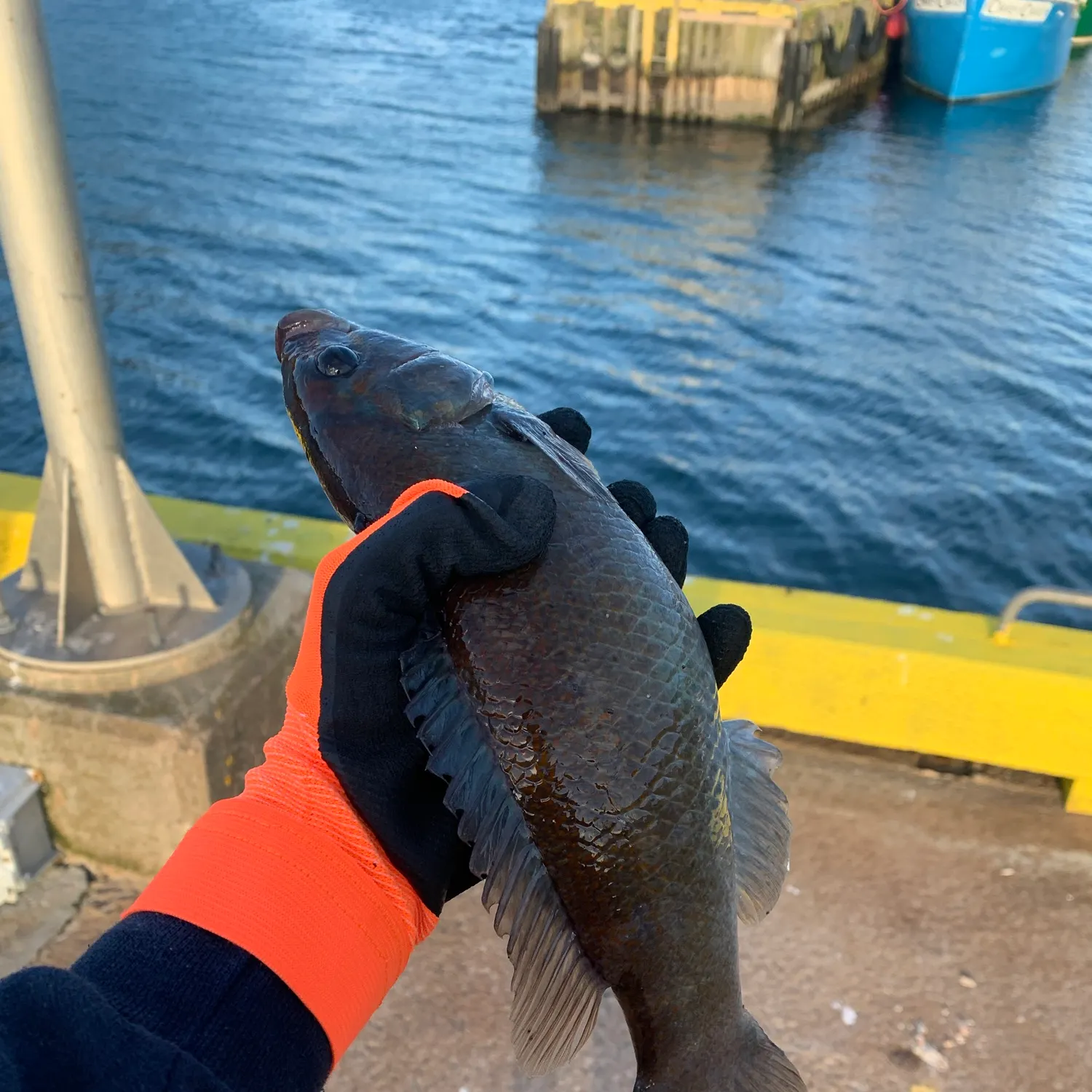 Cunner caught on Fishbrain