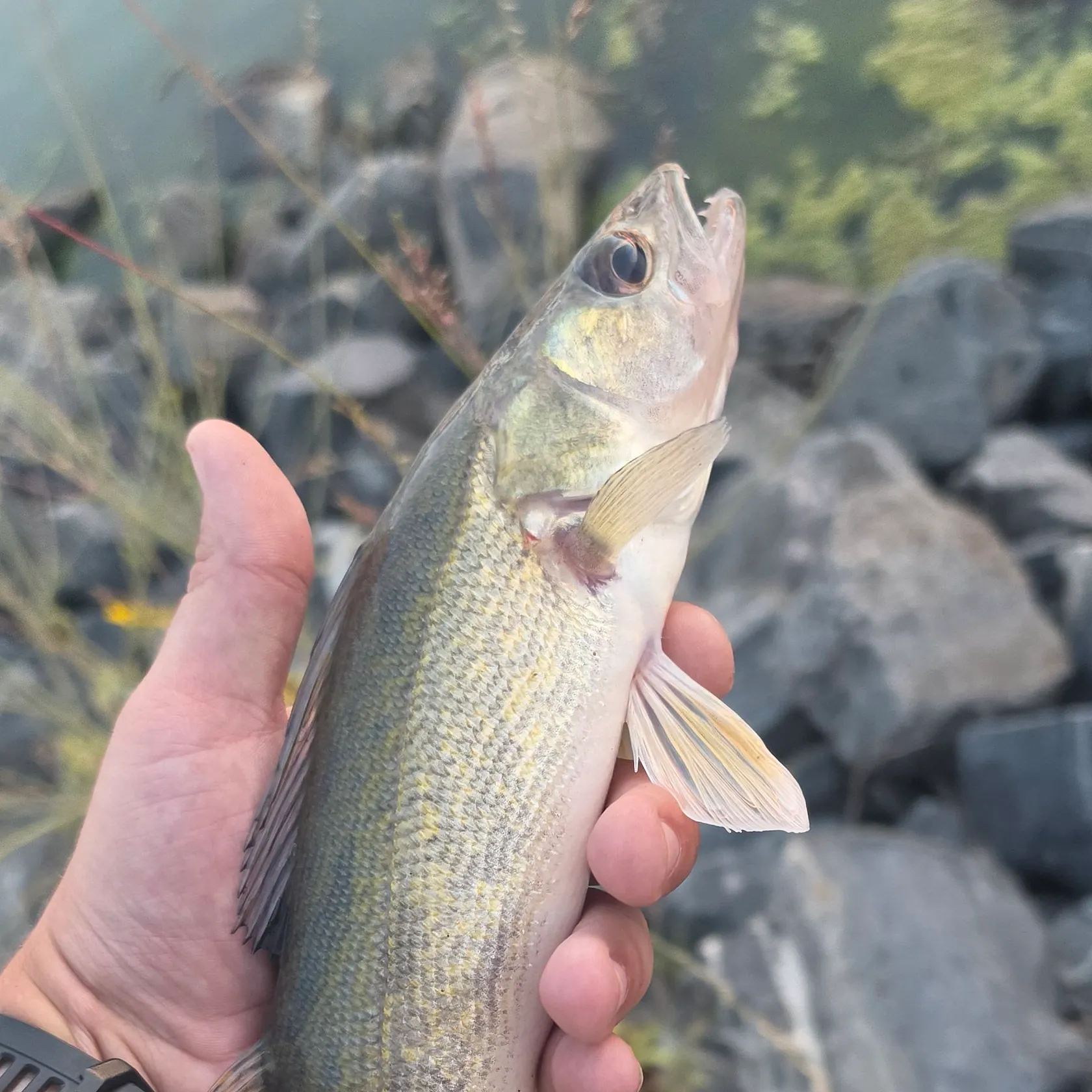 Saugeye caught on Fishbrain