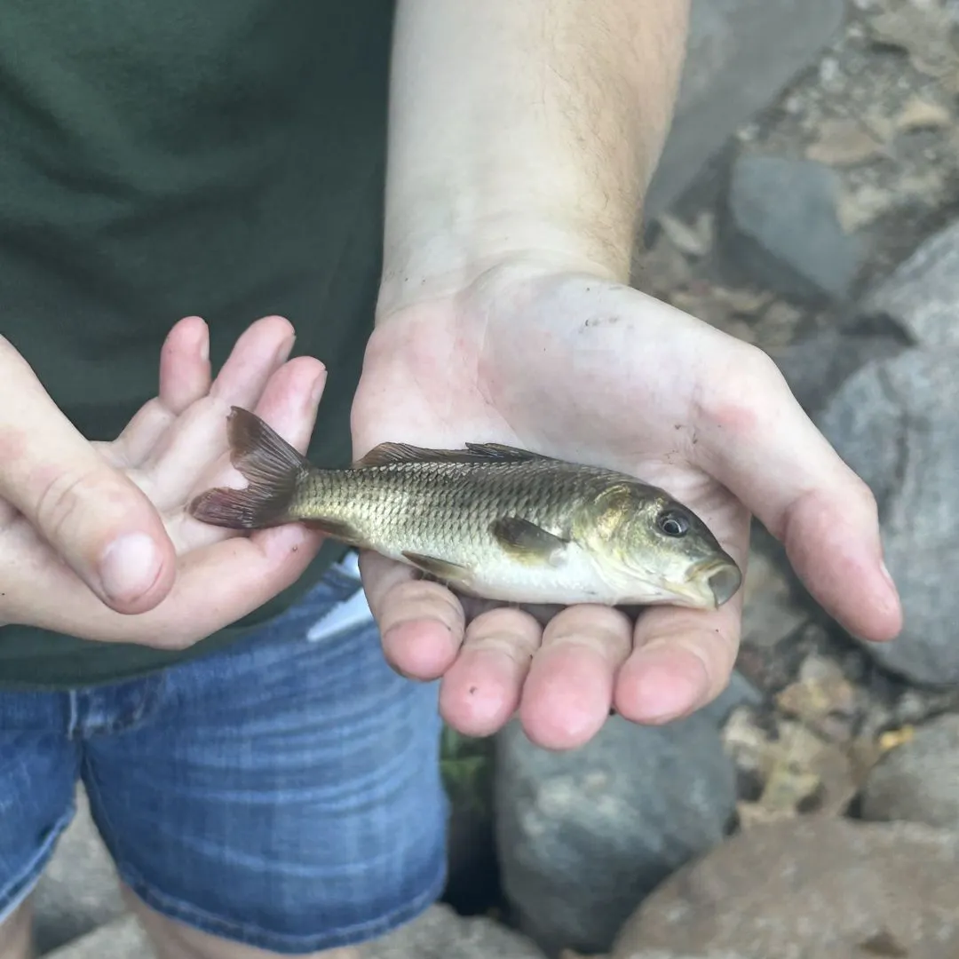Common carp caught on Fishbrain