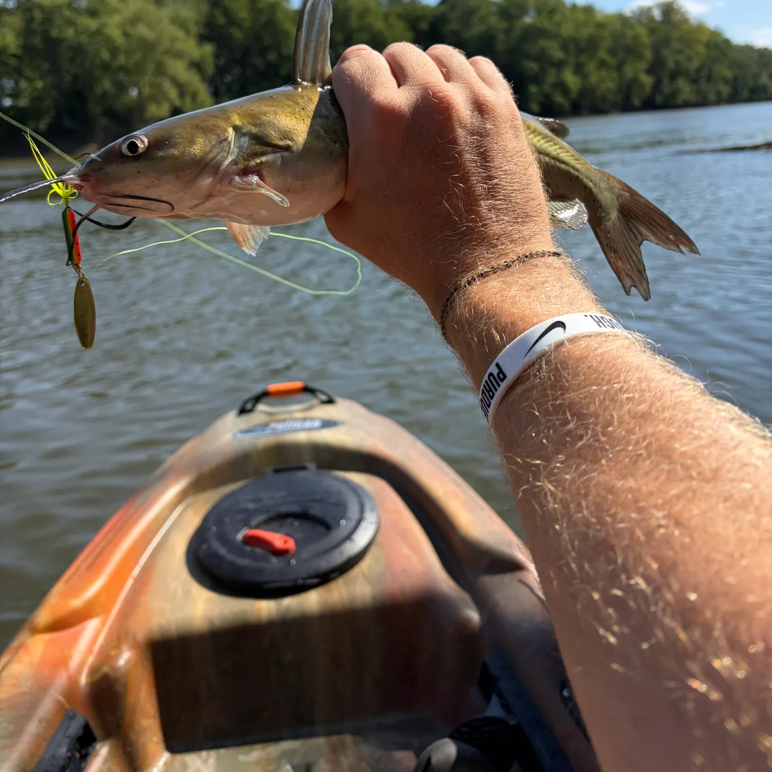 Channel catfish caught on Fishbrain