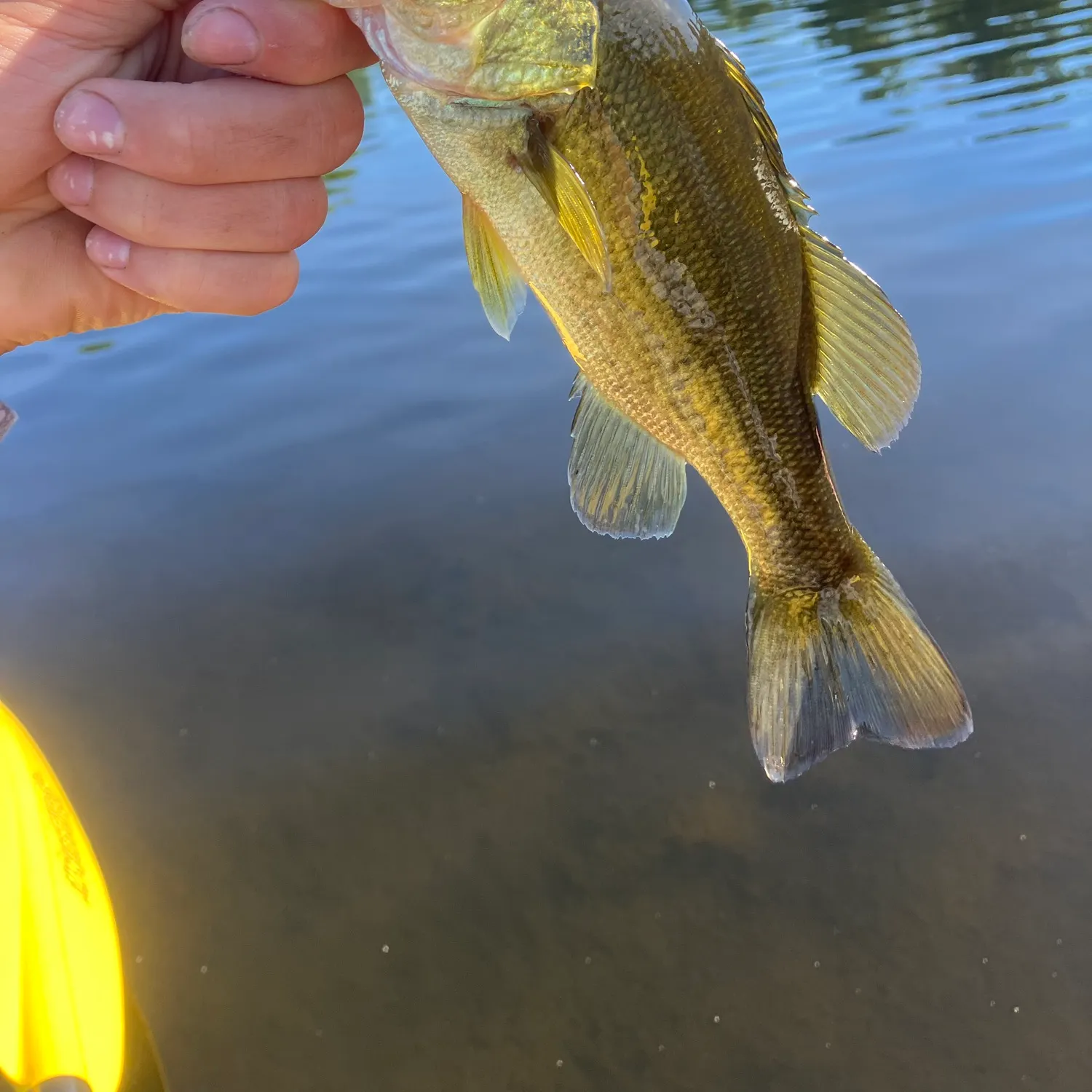 The most recent Largemouth bass catches on Fishbrain
