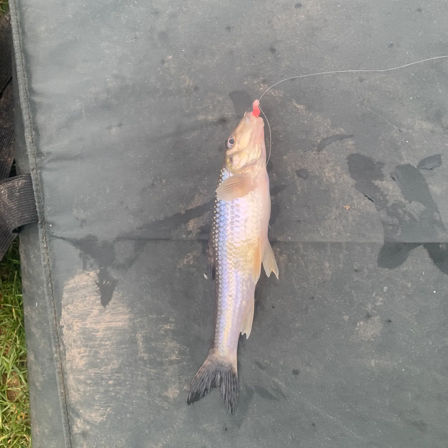 The most recent Gudgeon catches on Fishbrain