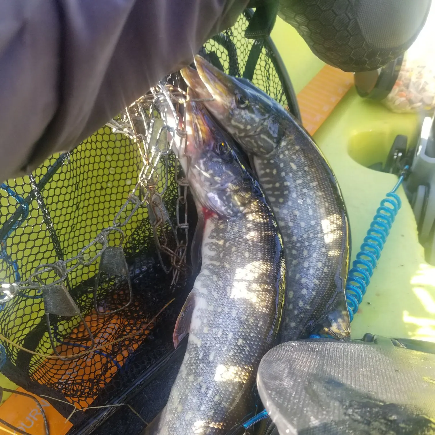 recently logged catches