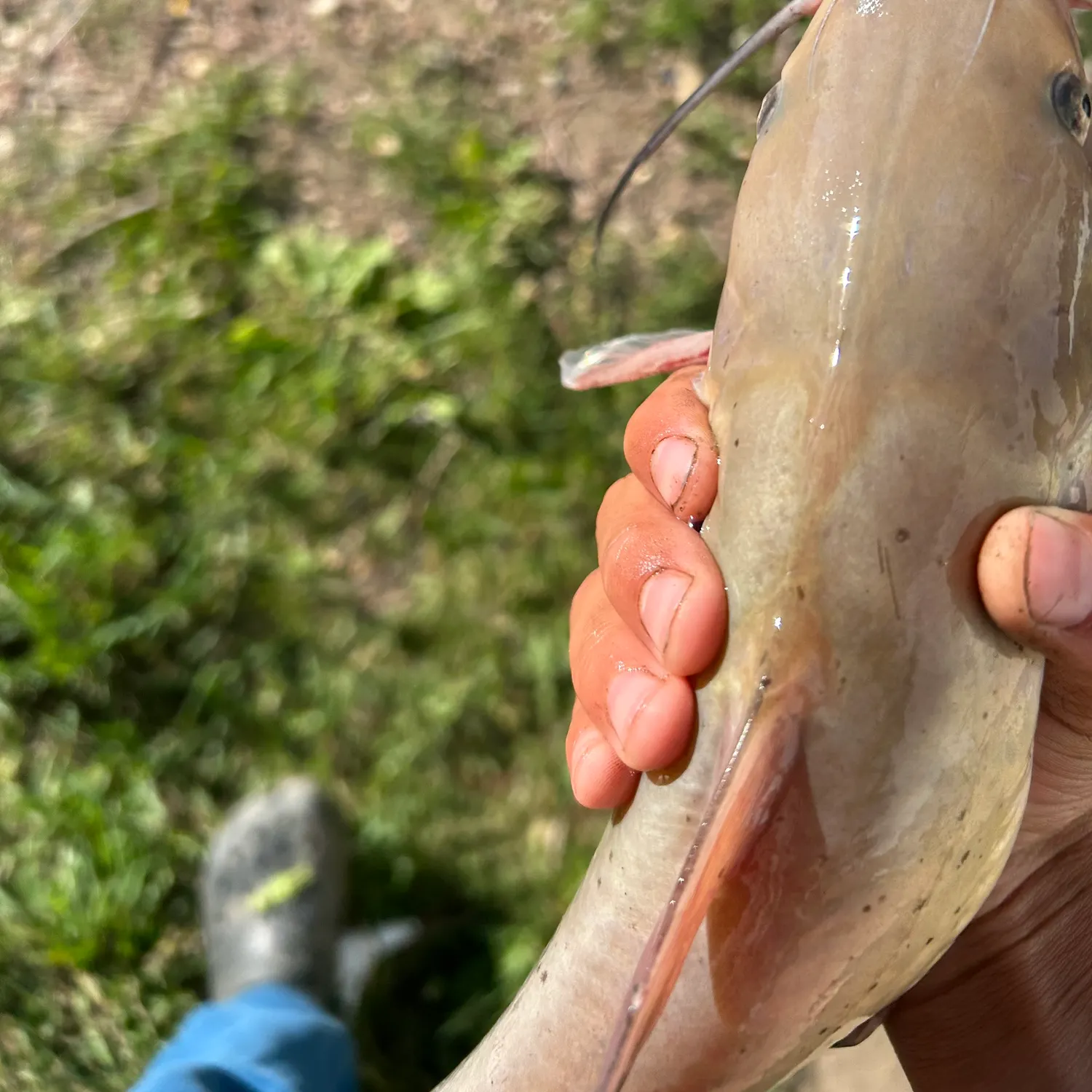 catch