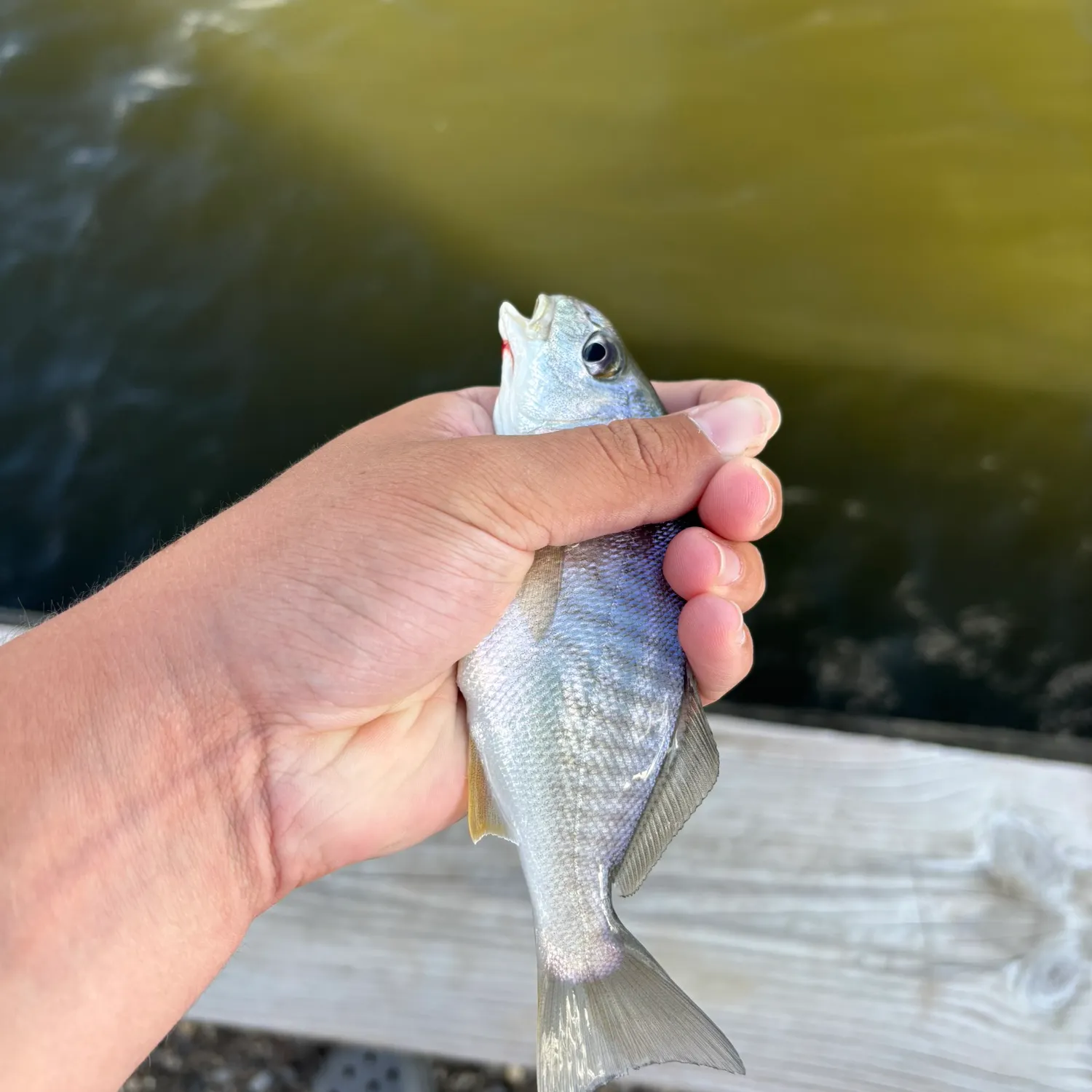 Spot croaker caught on Fishbrain